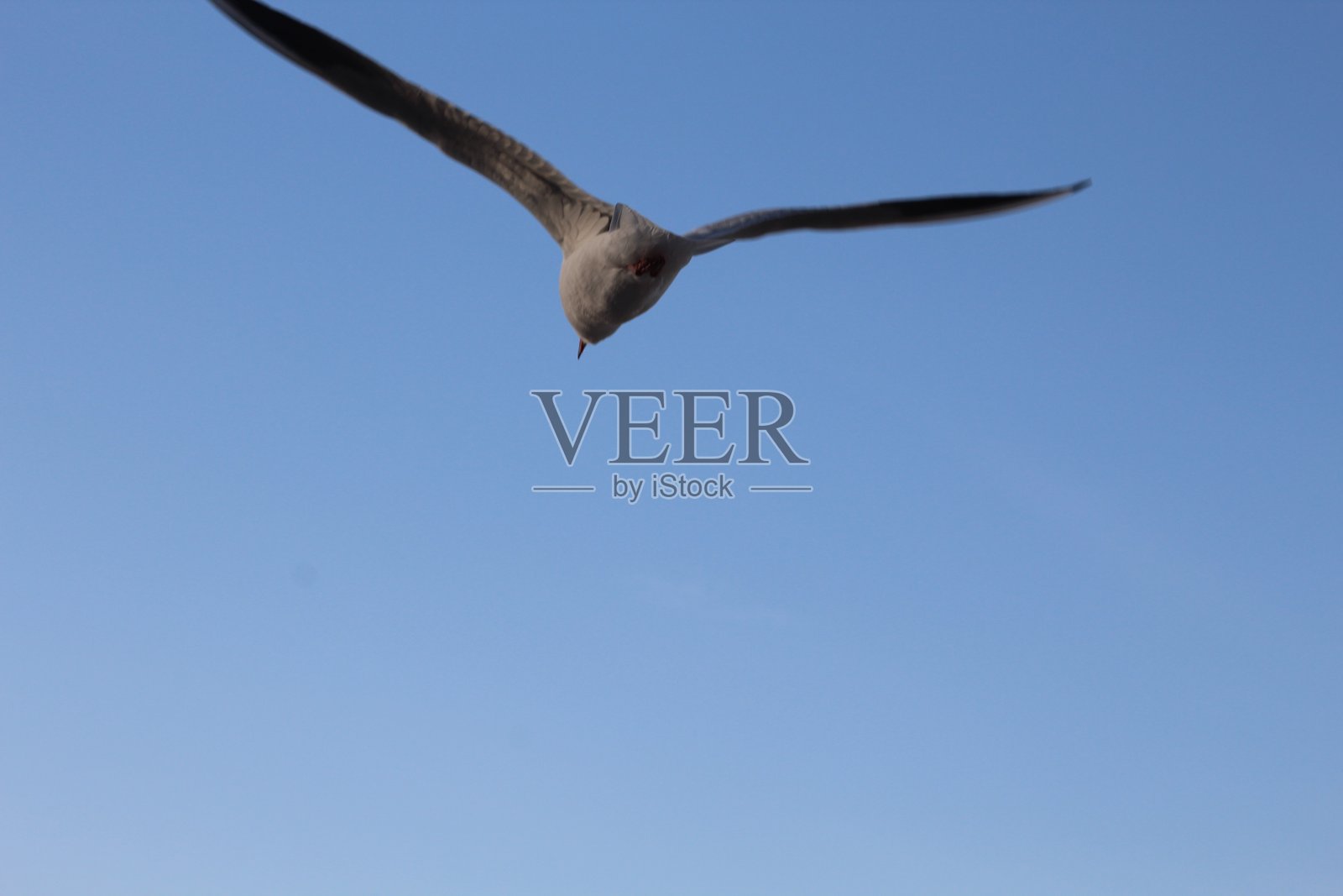 海鸥飞翔照片摄影图片