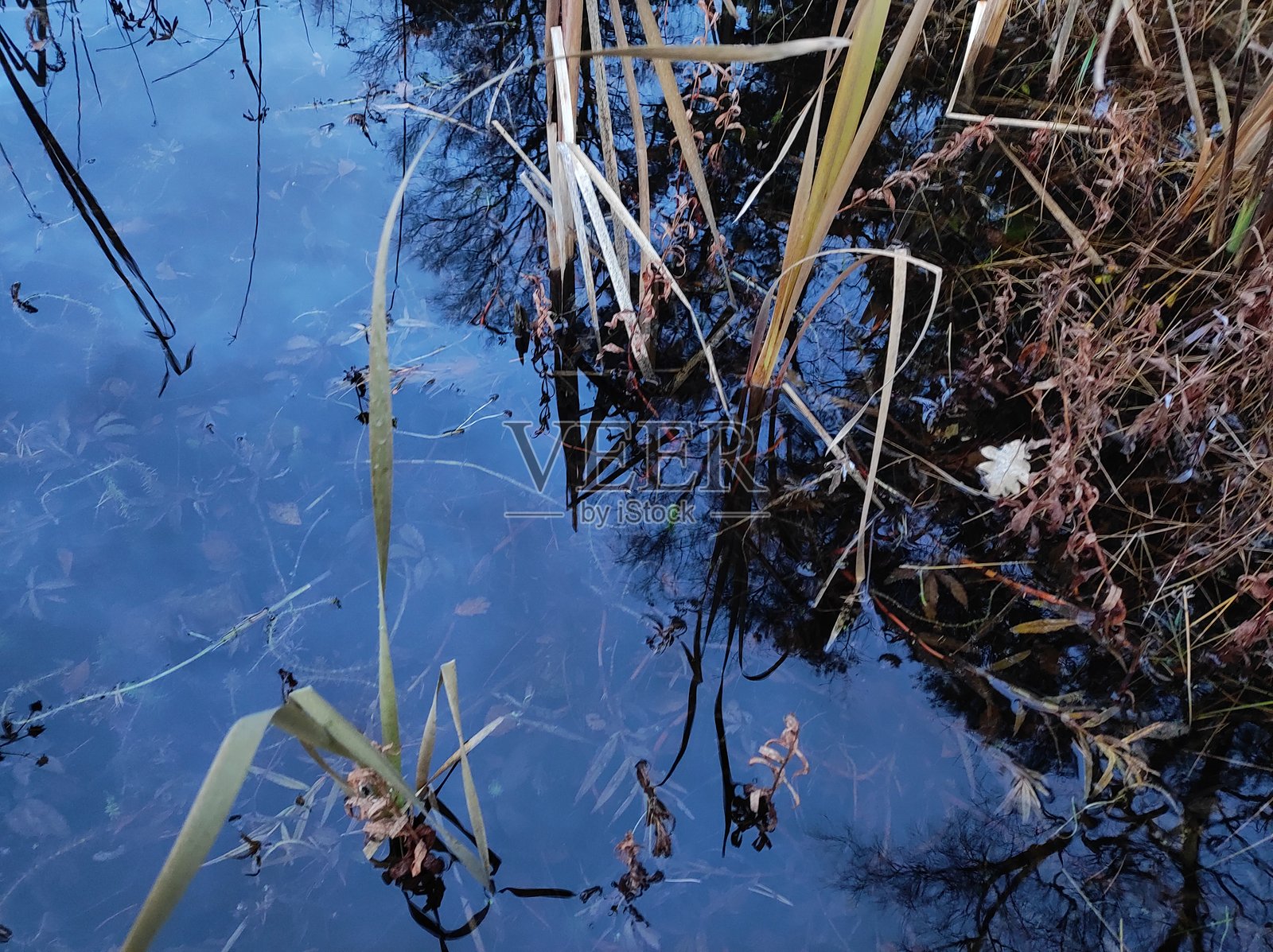 秋天的芦苇与倒映在水中的景色照片摄影图片