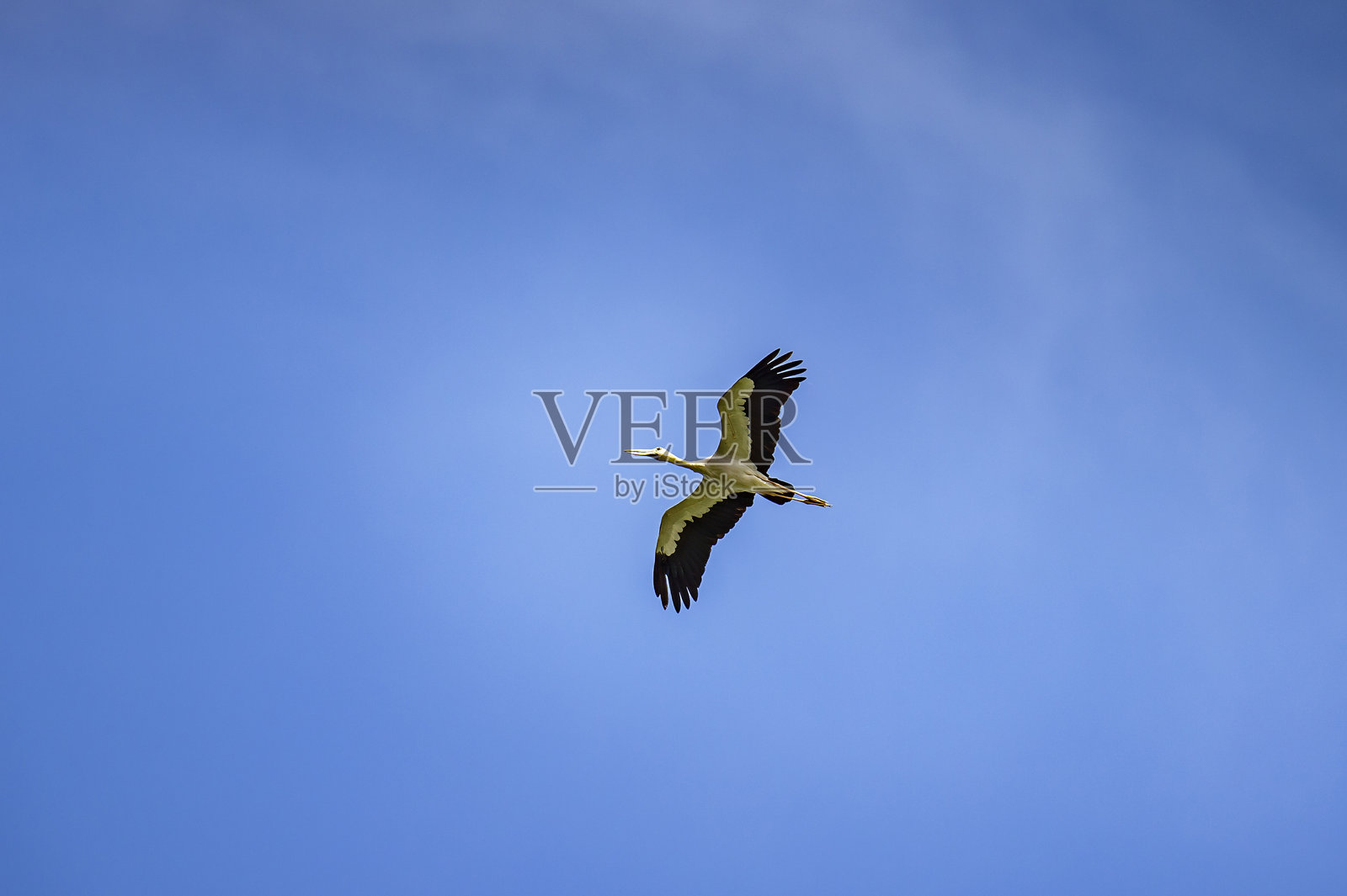 鹳鸟在晴朗的蓝天中高飞照片摄影图片