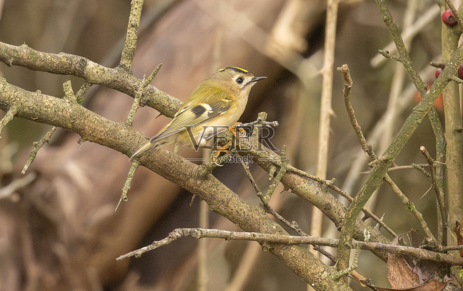 金冠鹪鹩照片摄影图片