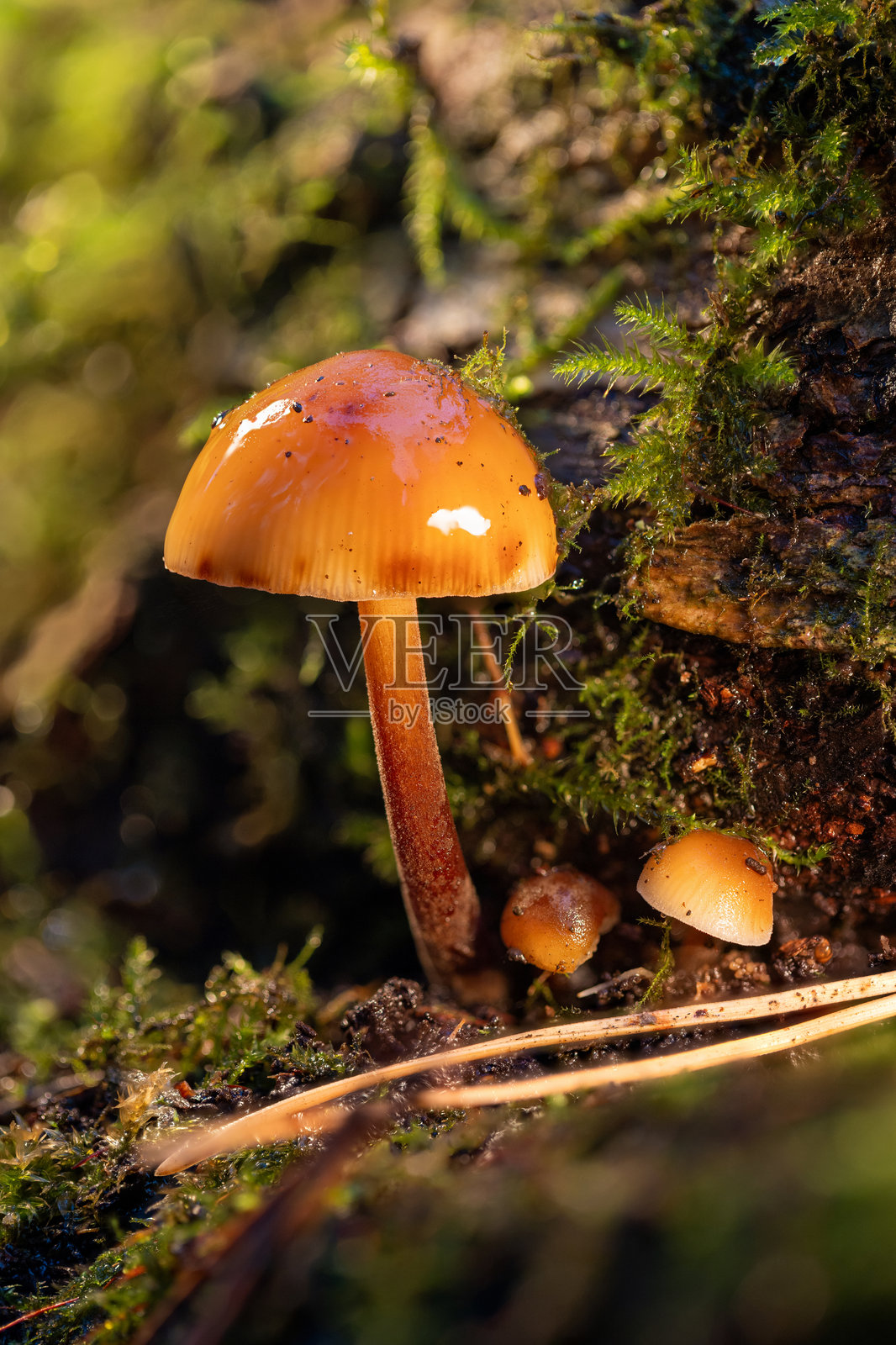 金黄色的橙色蘑菇，在覆盖着苔藓的林地上，沐浴在宁静的自然光中照片摄影图片