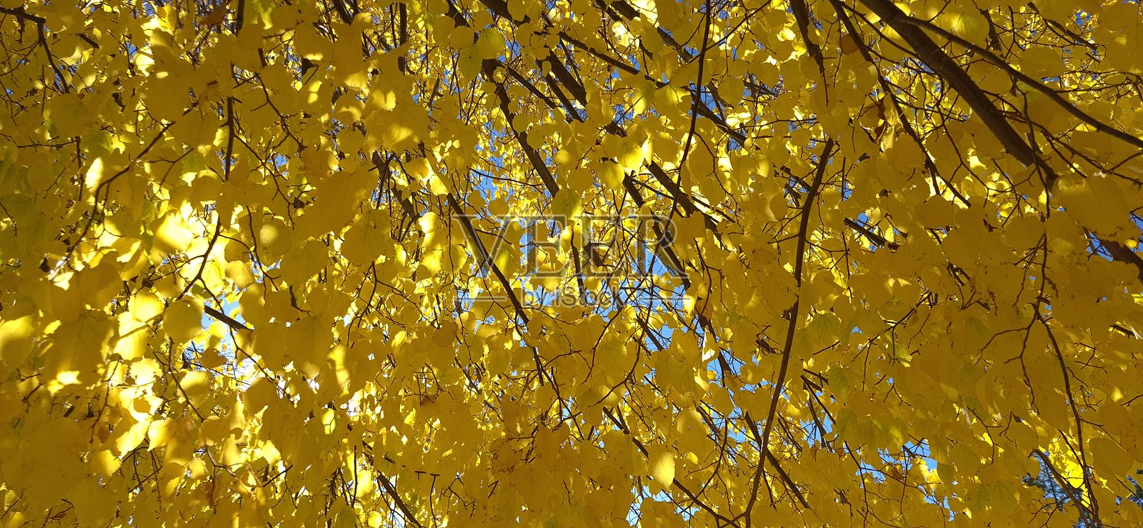 金色的秋叶照片摄影图片