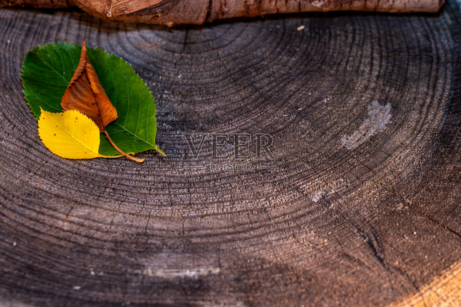 特写镜头，三片颜色对比鲜明的叶子（绿色、黄色、棕色）放在一个老树桩粗糙的深色表面上，可以看到年轮照片摄影图片