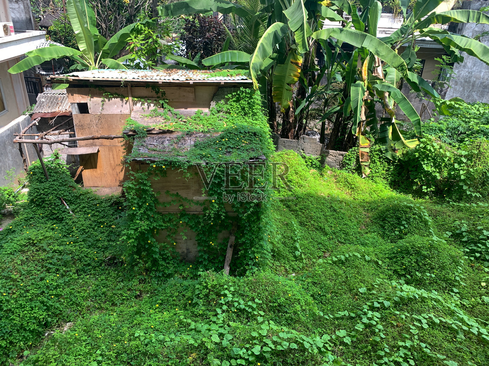 被热带野草覆盖的老房子照片摄影图片