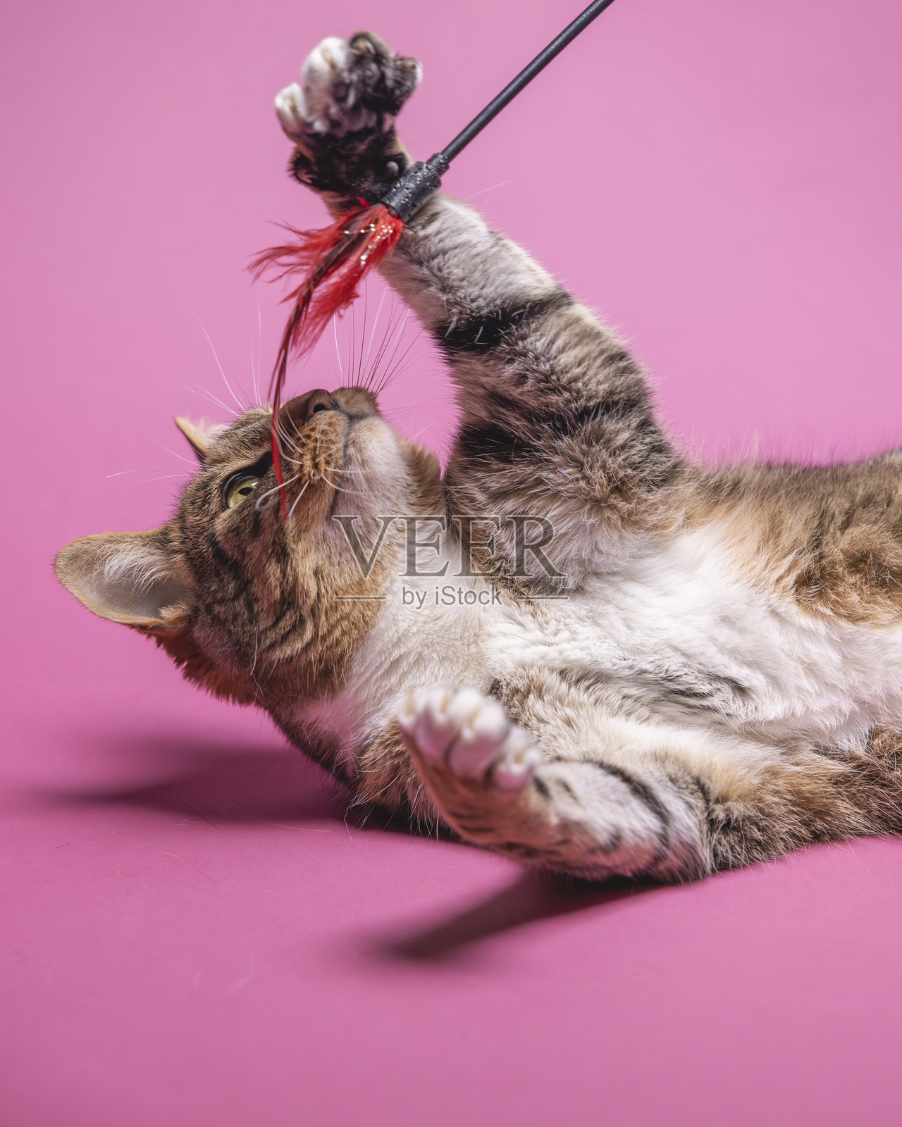 粉色背景上的混种猫照片摄影图片