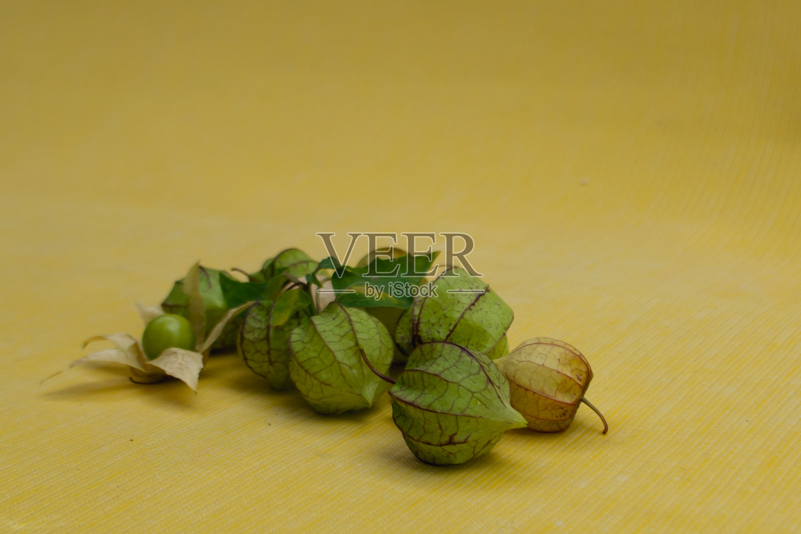 陆生植物照片摄影图片