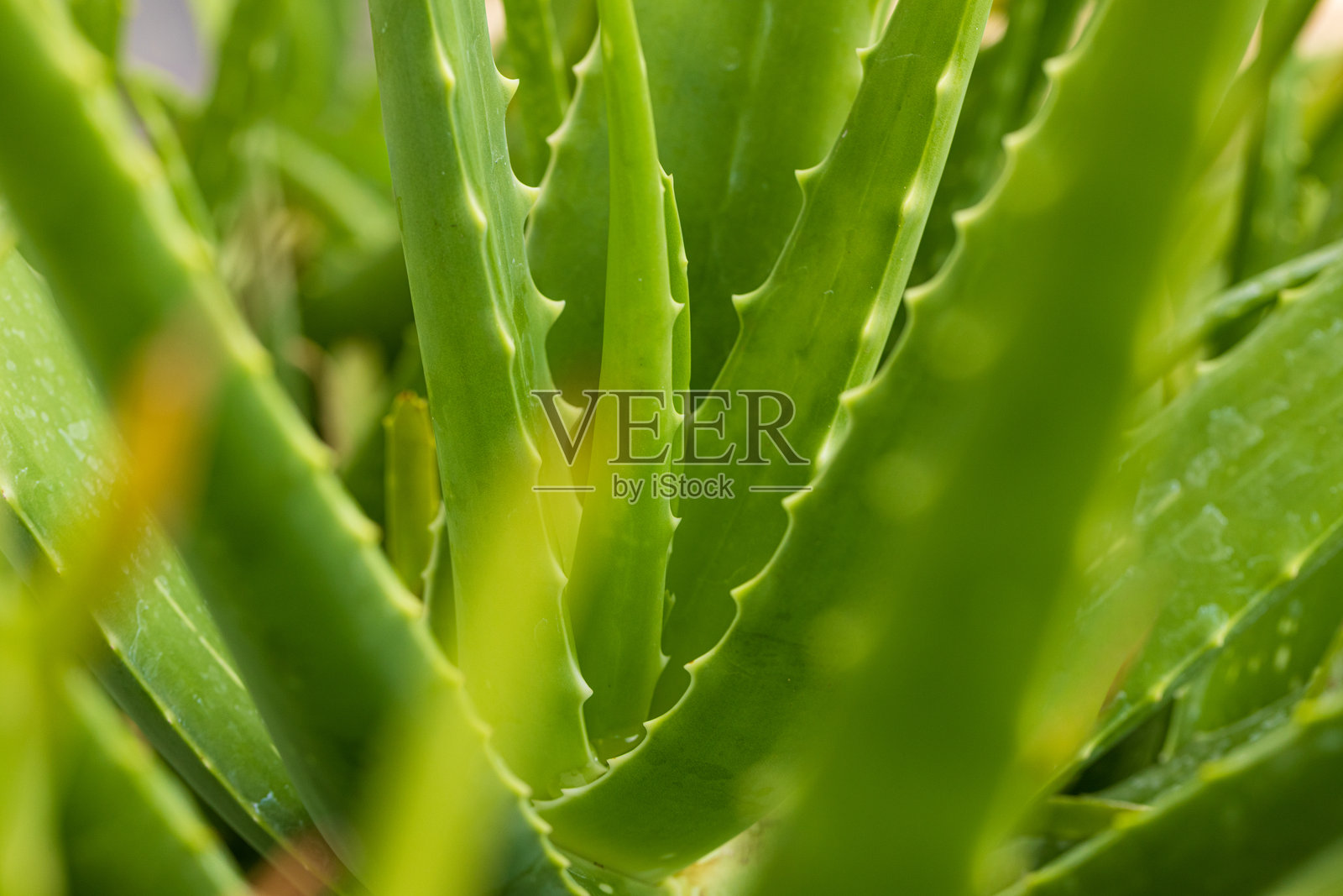 户外花园里，芦荟植物的特写镜头照片摄影图片