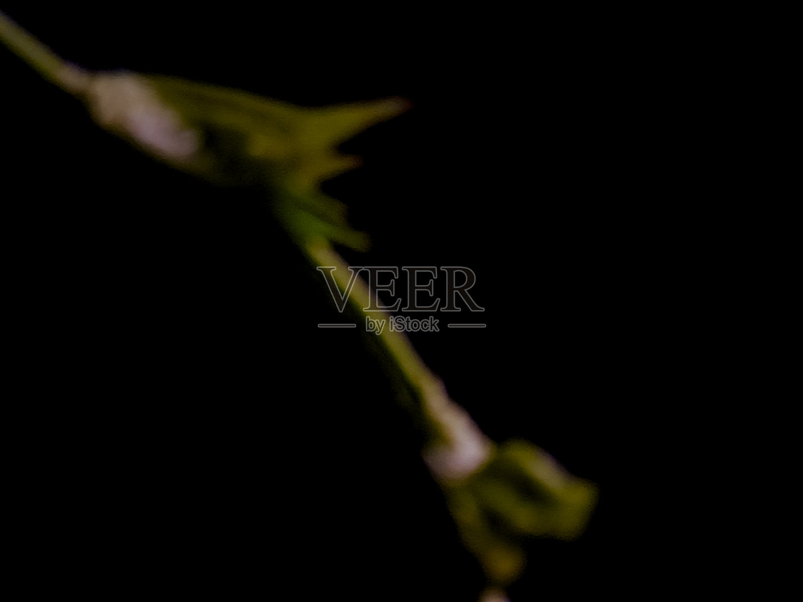 深色纯色背景下，带有含苞待放花朵的植物茎。照片摄影图片