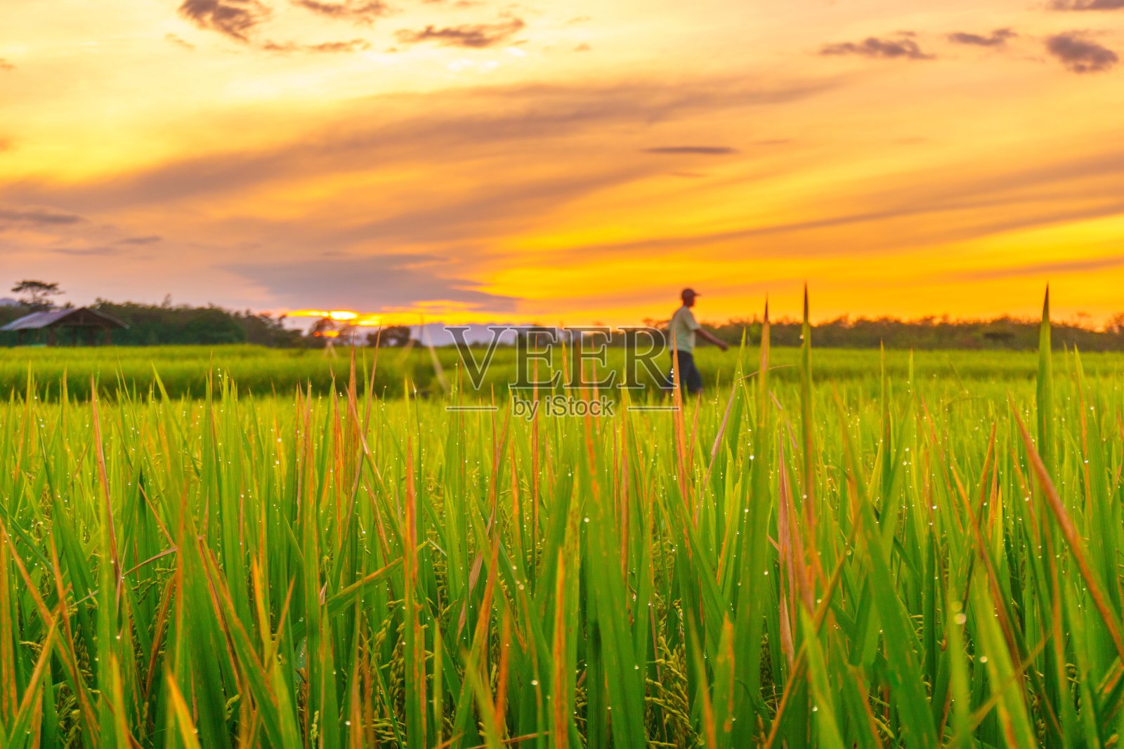 印度尼西亚美丽的早晨景色，全景风光，稻田，色彩绚丽，天空，自然光照片摄影图片