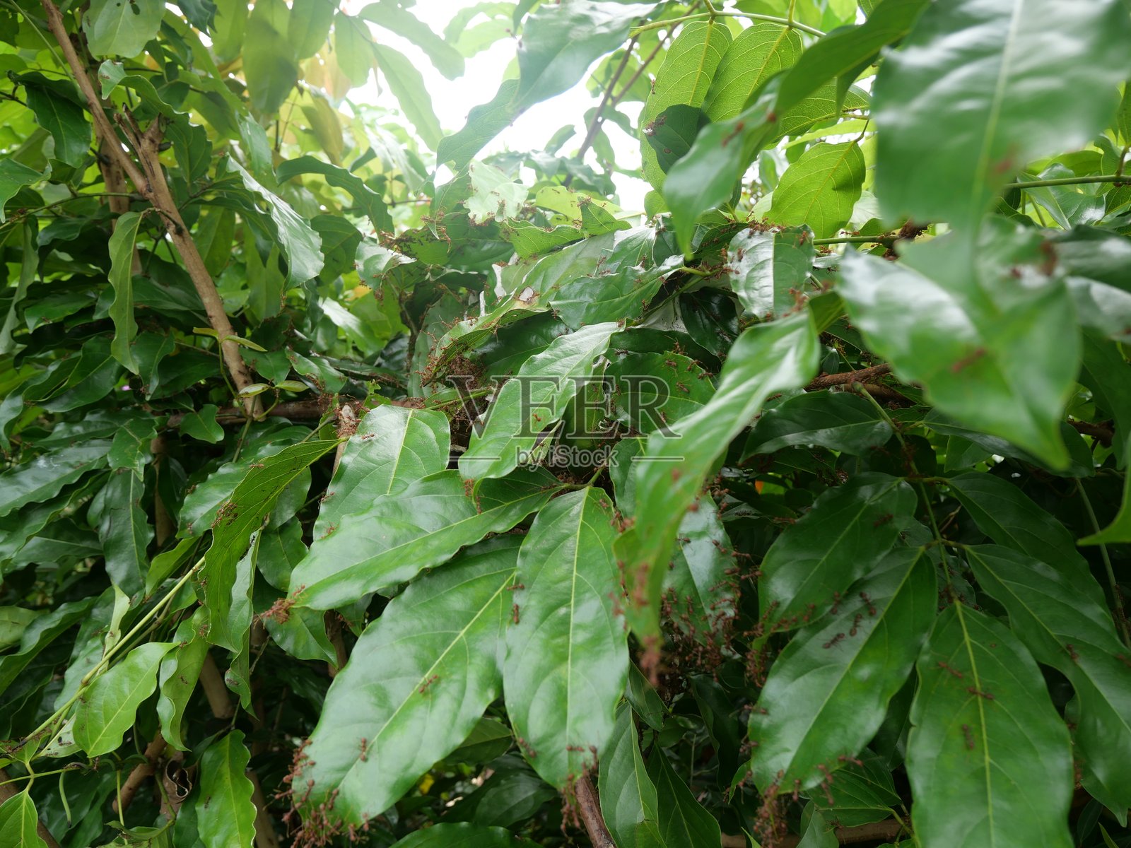 红蚂蚁照片摄影图片