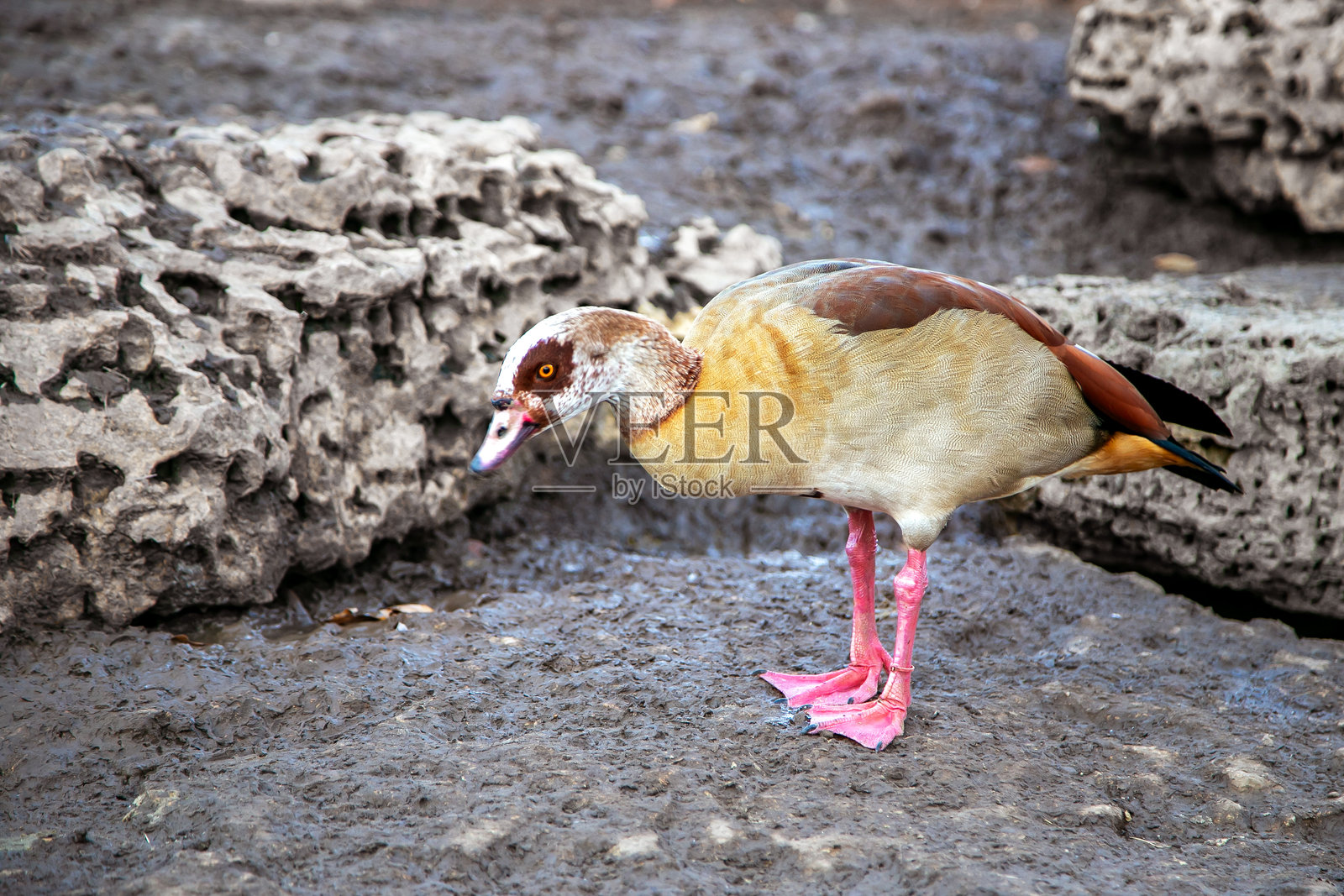 湖边石头旁埃及雁的特写肖像照片摄影图片