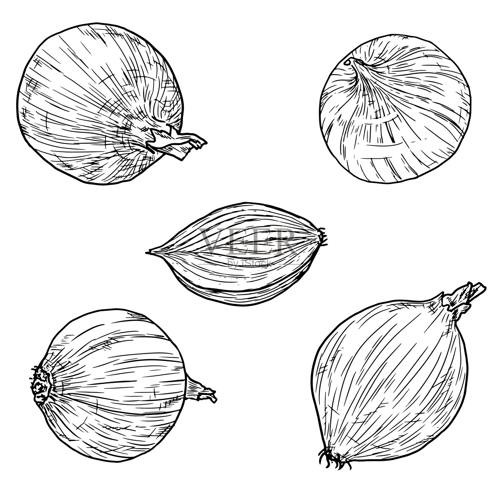 洋葱，黑白素描。矢量插画。一套新鲜的完整和切片洋葱，在白色背景上隔离。用于食谱、菜单、横幅和食谱书印刷、纺织品插画图片素材