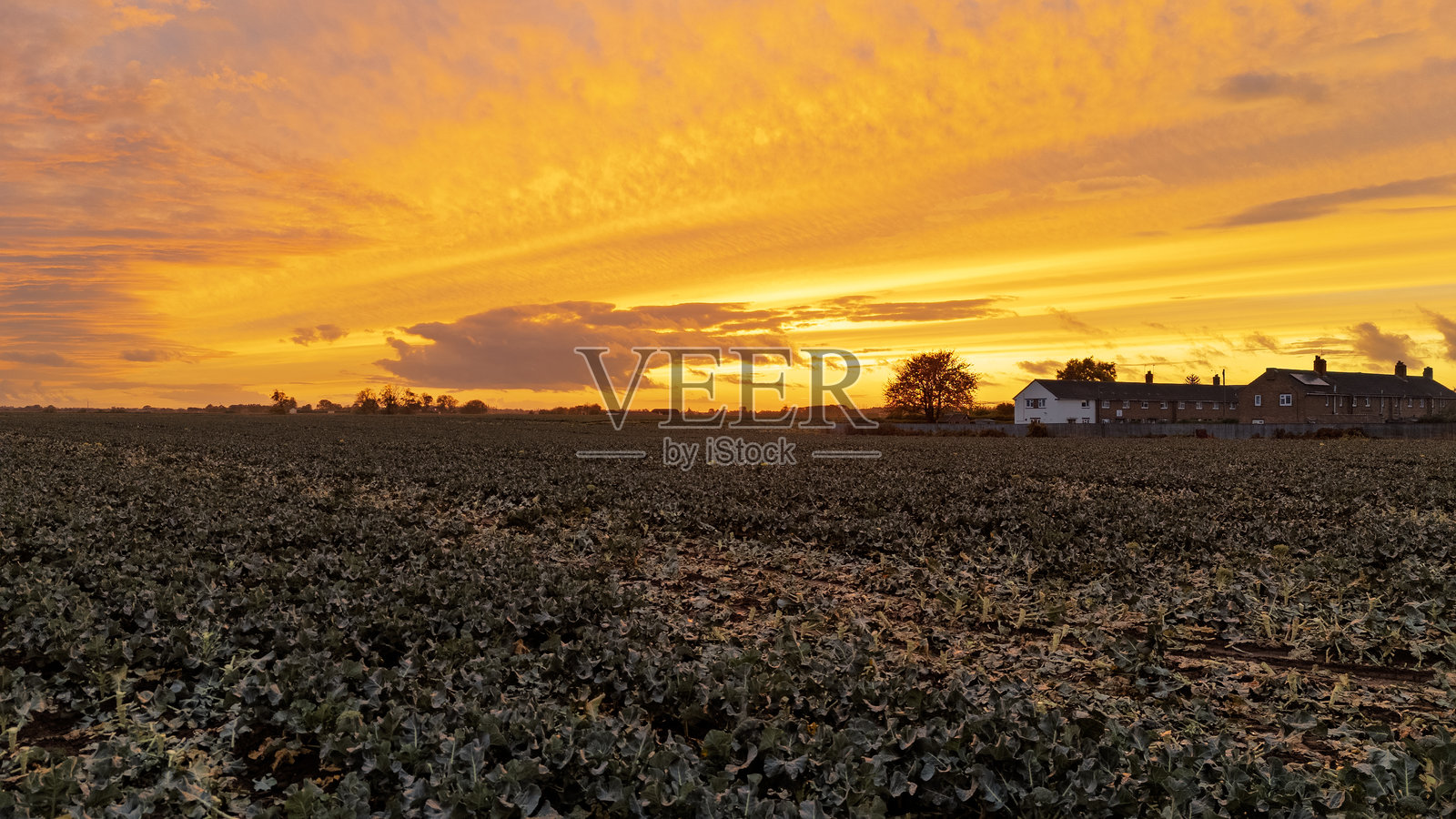 林肯郡日落，农田。明媚的太阳落在一片绿色的田野和树木上。黄金时刻，温暖的光线。乡村田园风光，风景优美。英国农业社区。宁静。黄色的天空，橙色。照片摄影图片