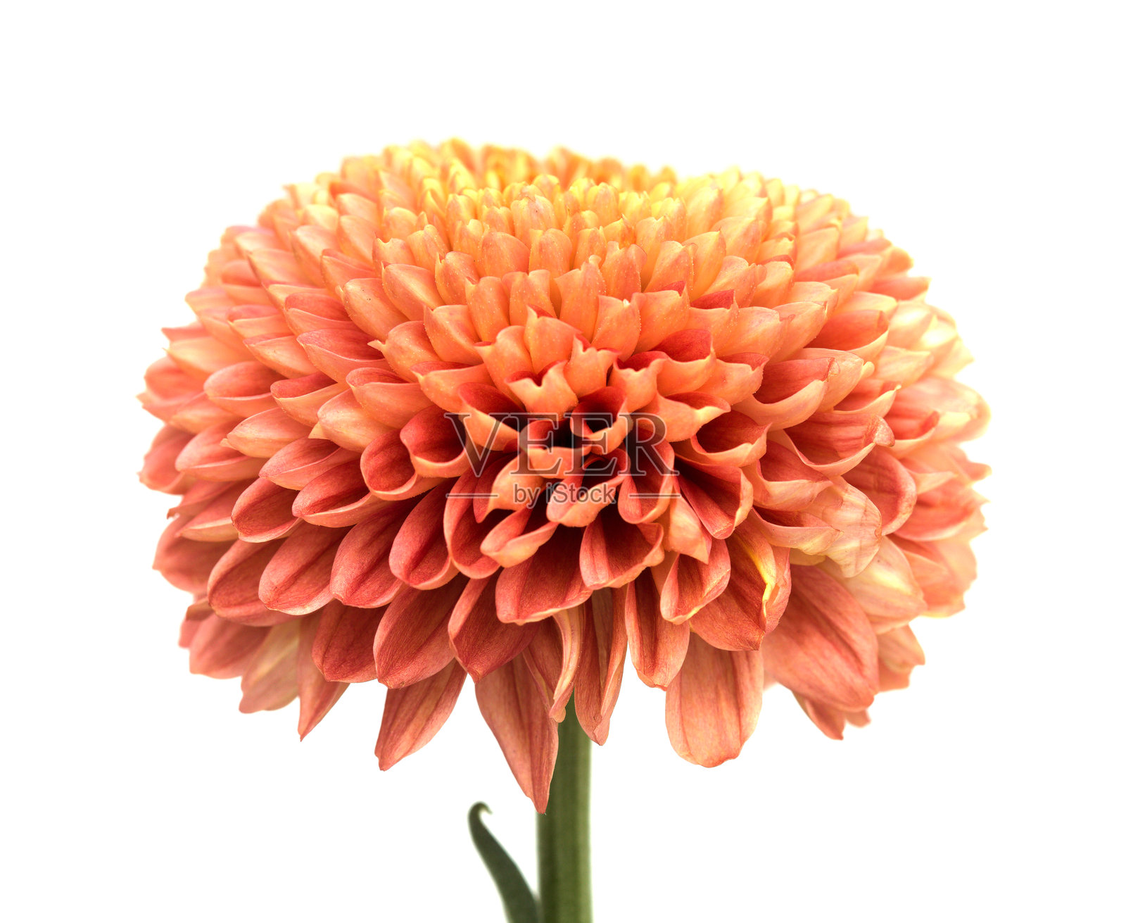 铜色绒球菊单朵花照片摄影图片