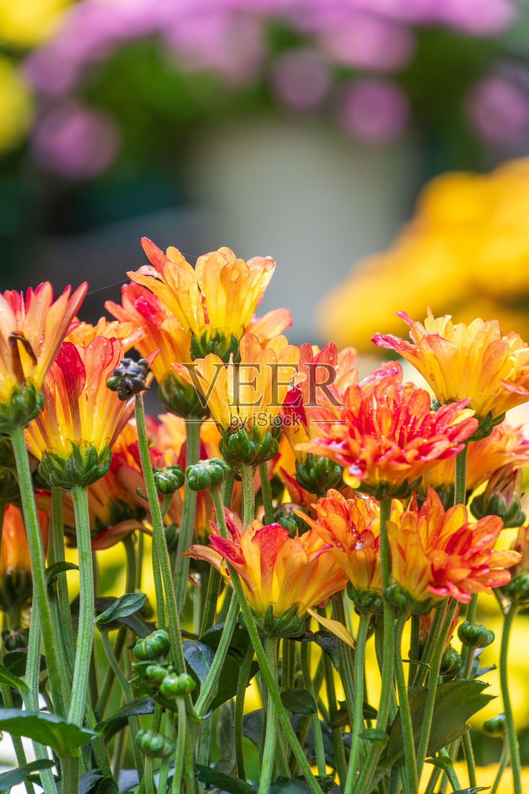 鲜艳的橙黄色菊花照片摄影图片