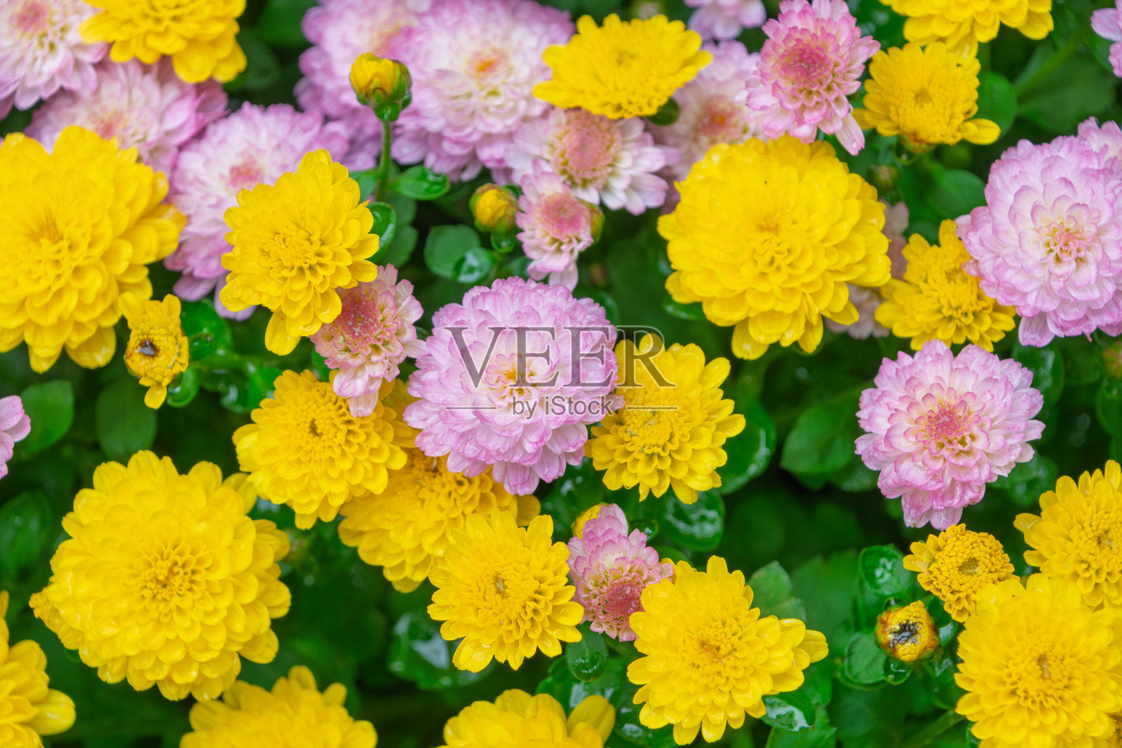 黄粉色菊花照片摄影图片