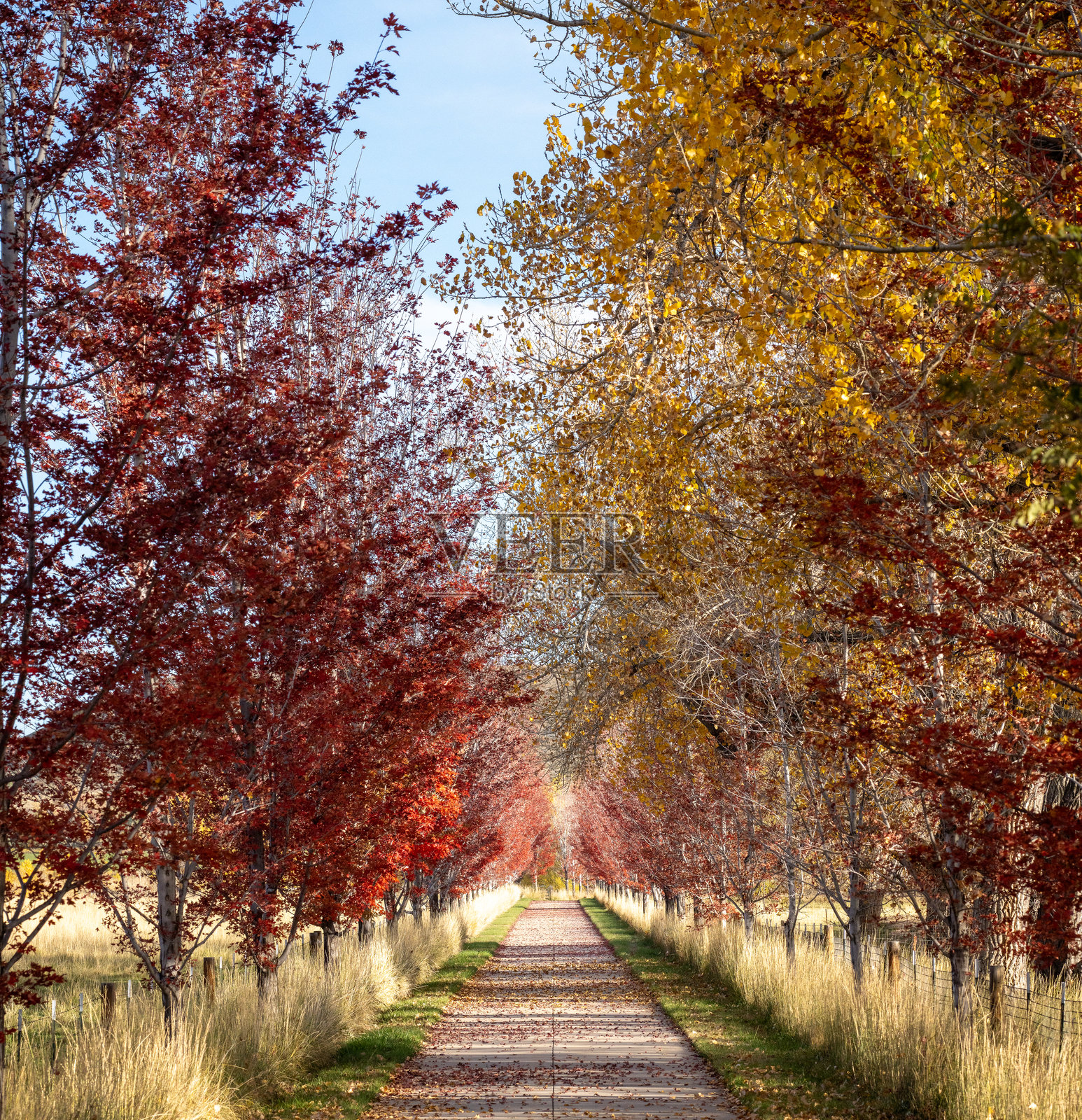 秋日色彩斑斓的林荫小道照片摄影图片