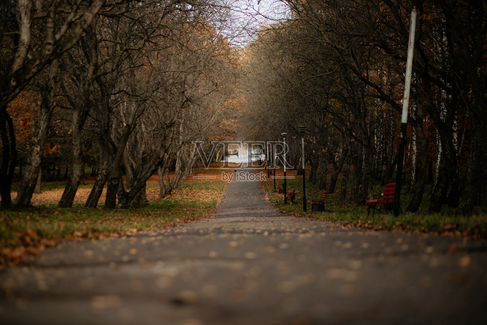 公园步道旁设有长椅照片摄影图片