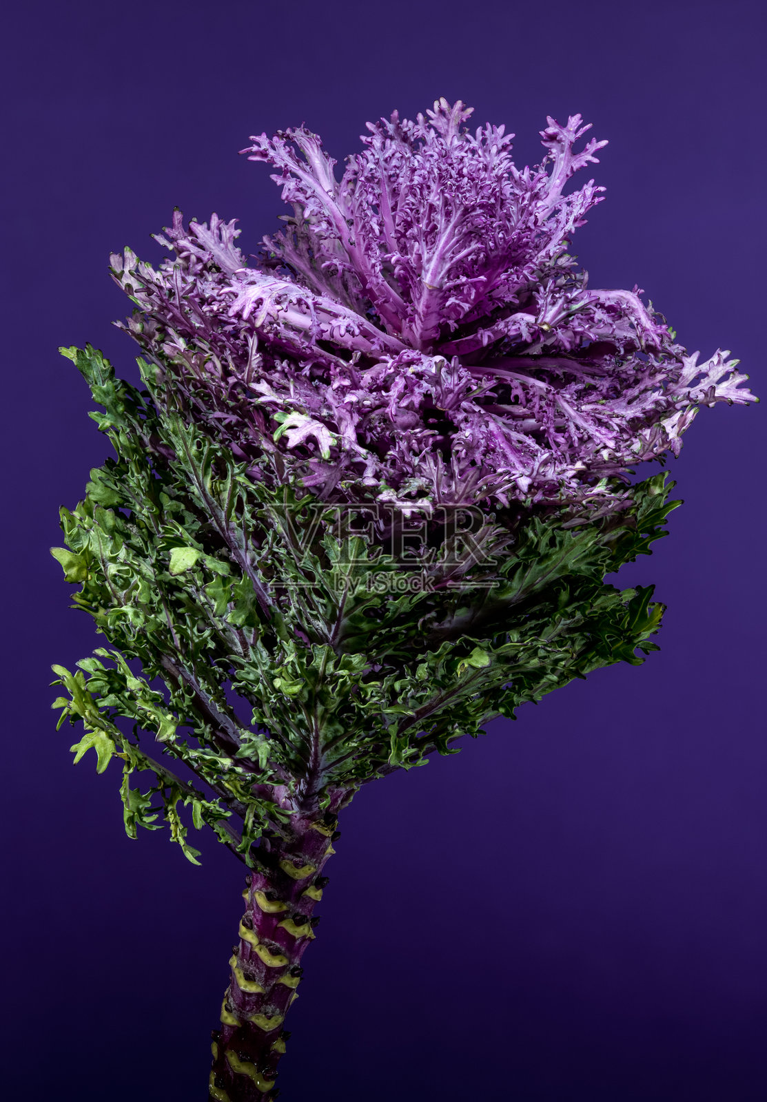 拥有丰富紫色和绿色叶片的 the ornamental flowering cabbage plant照片摄影图片
