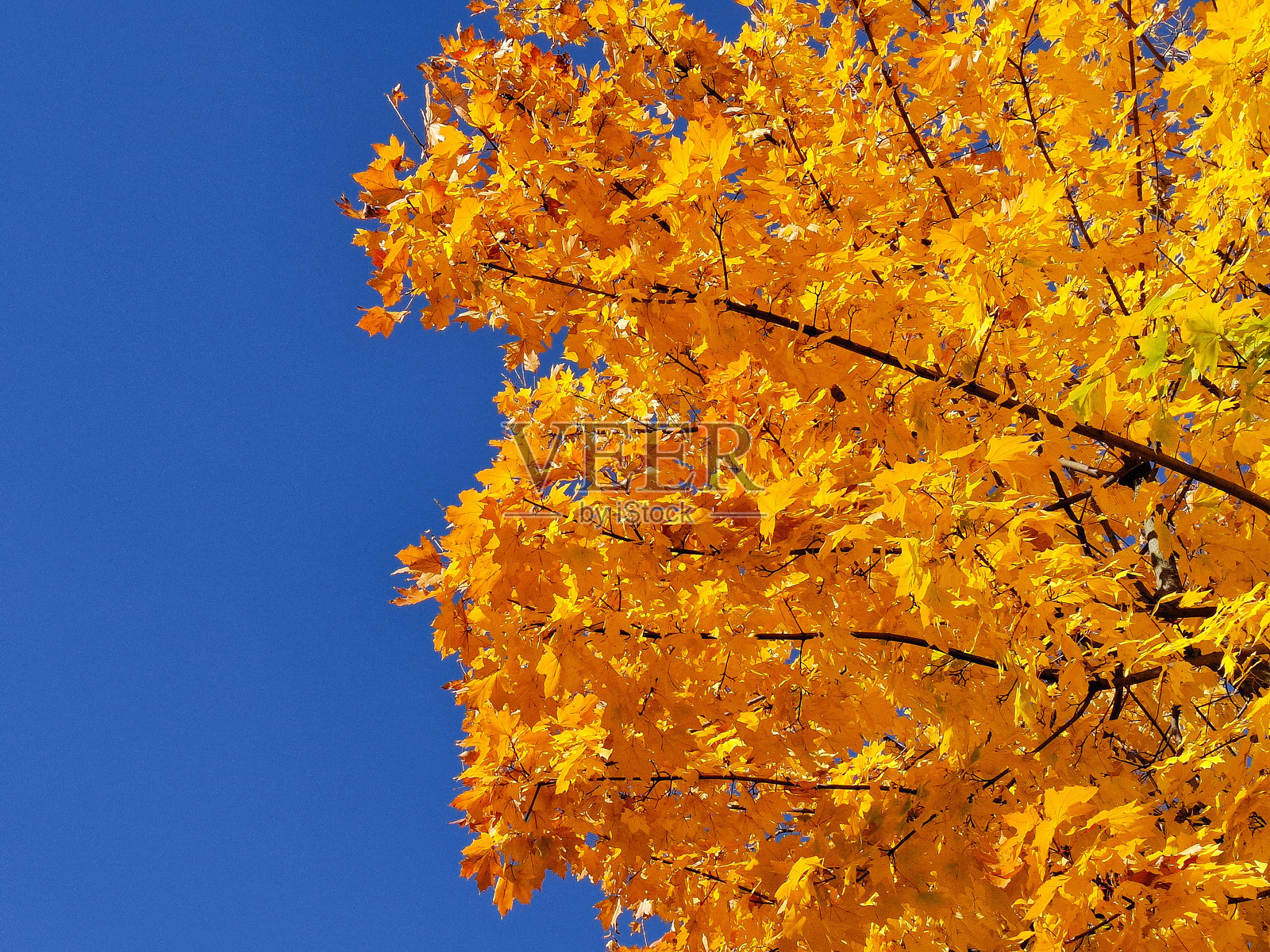 秋天，一棵黄叶的树在蓝天下照片摄影图片