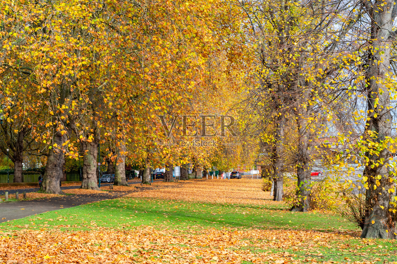 秋季落叶的林荫道，树叶呈现出秋天的色彩。照片摄影图片