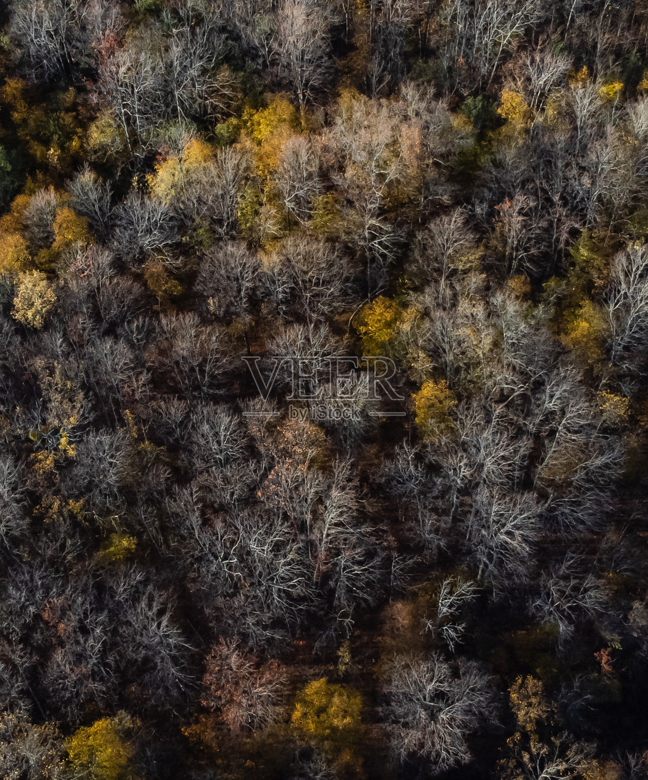 秋季航拍无人机视角，俯瞰大部分是光秃树枝的林地。照片摄影图片