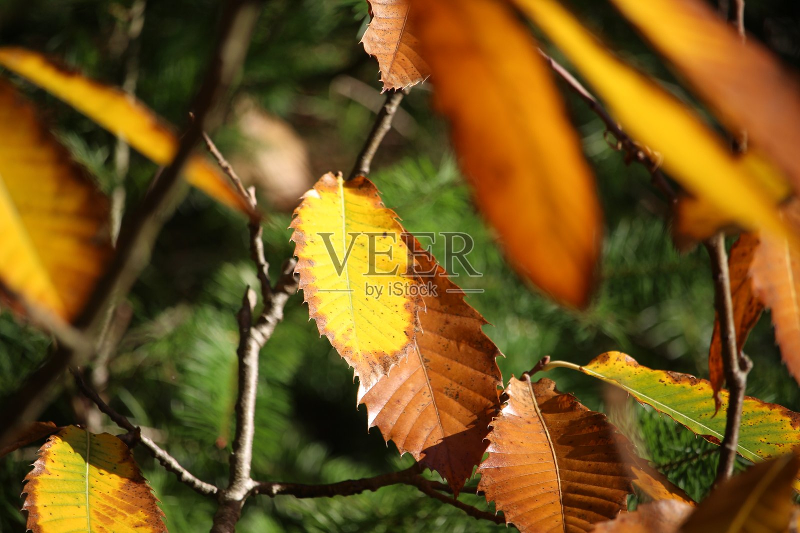 英国林地秋色的特写照片照片摄影图片