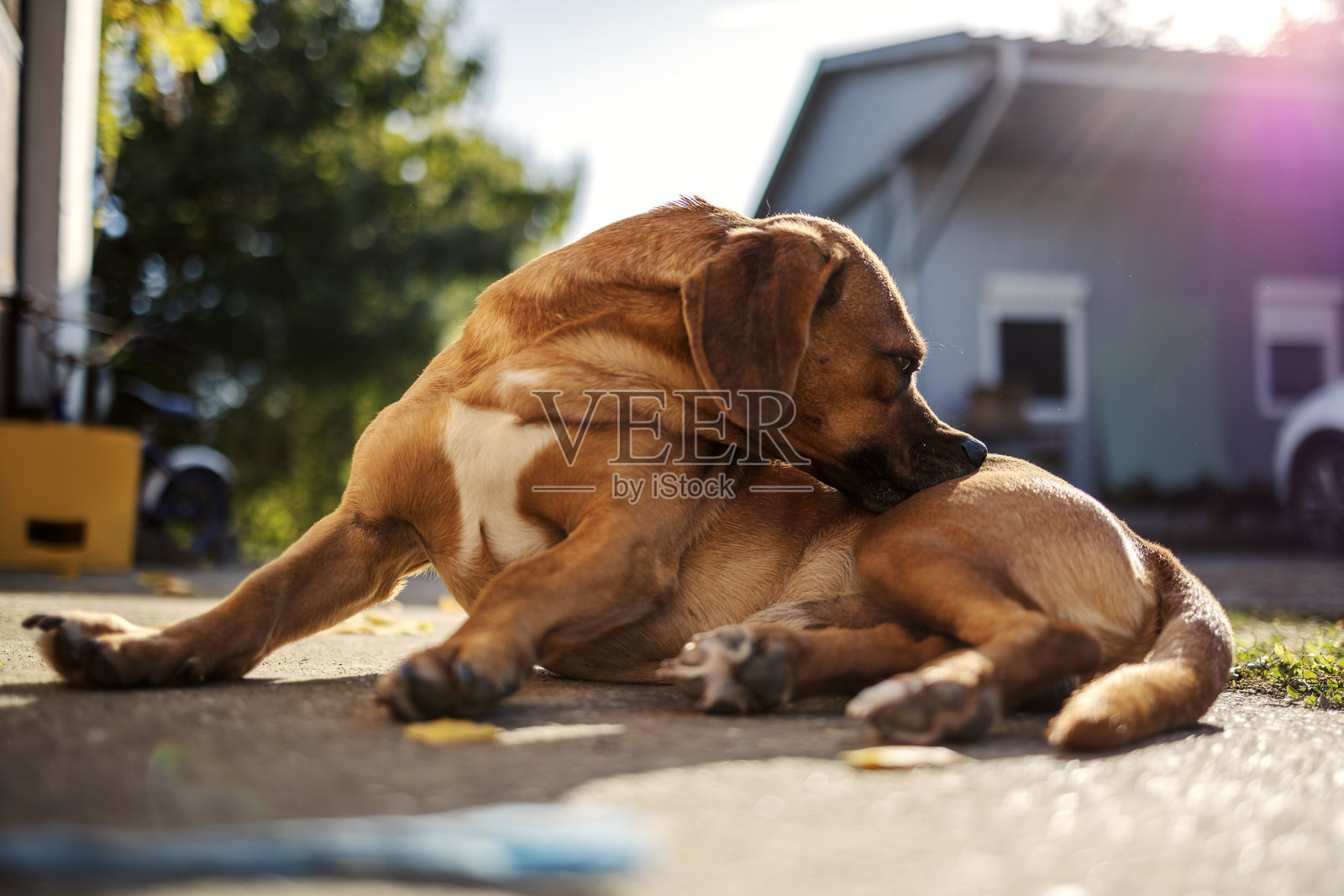 阳光下，一只棕色狗狗正在户外挠痒痒照片摄影图片