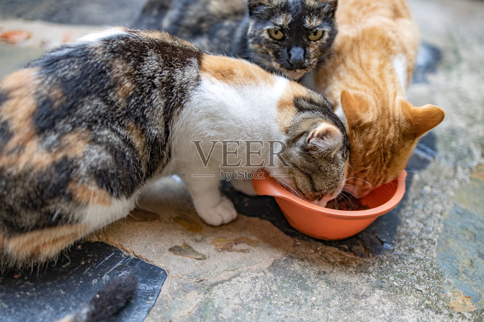 两只猫在争抢碗里的食物，另一只猫则看着镜头。照片摄影图片