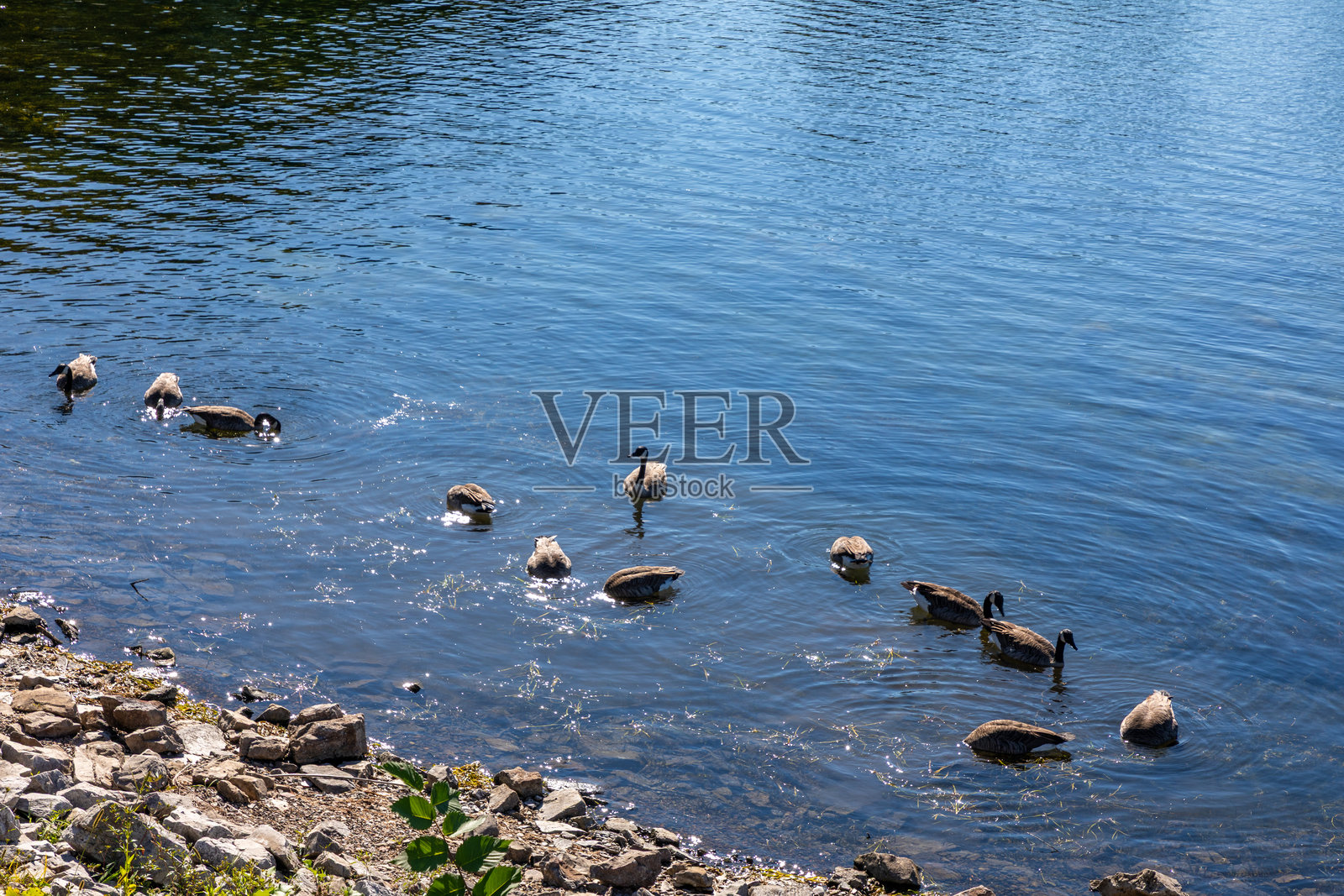 佛蒙特州湖中的鸭子照片摄影图片