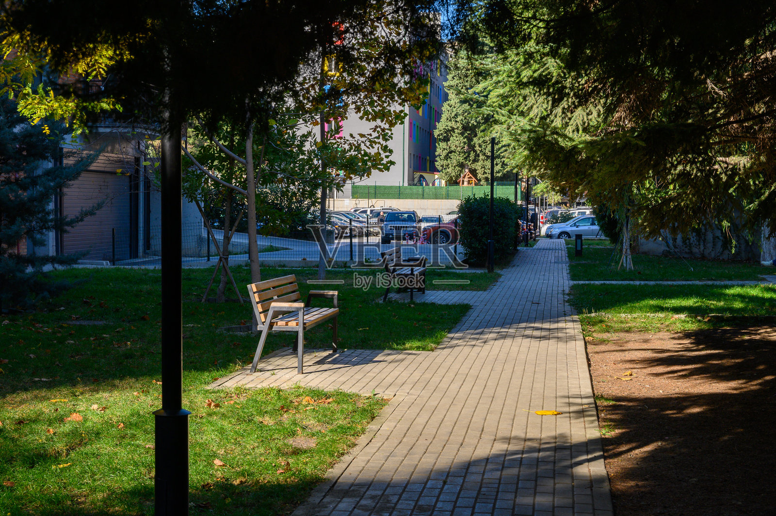 树下的公园长椅照片摄影图片