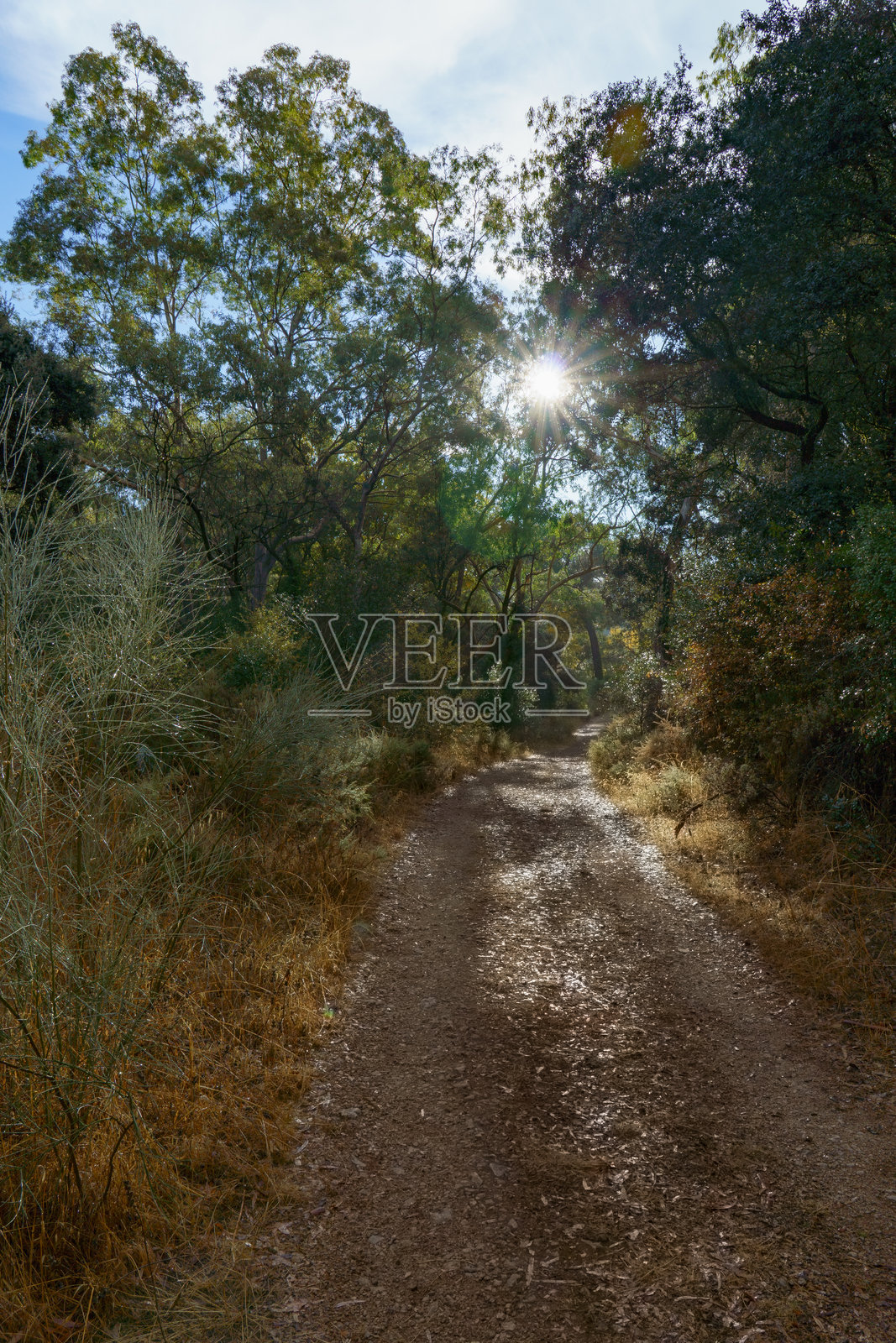 西班牙马拉加隆达的绿色树林间阳光穿透的森林小径照片摄影图片