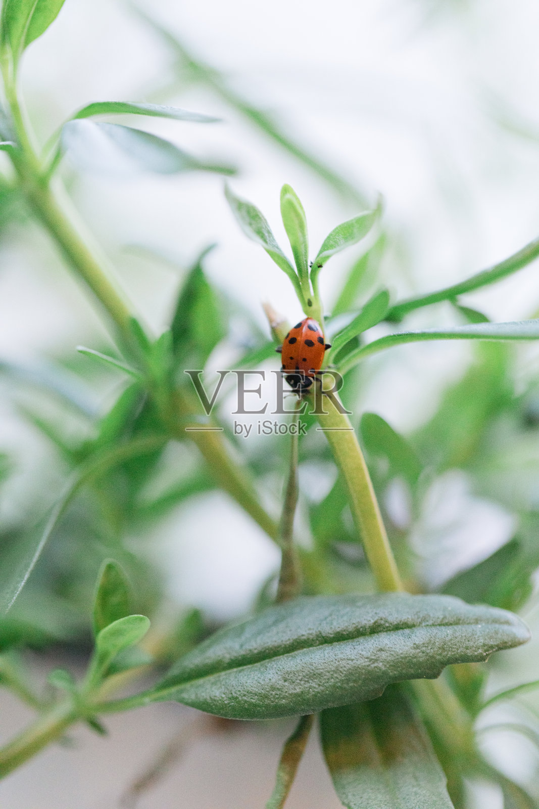 2025年春季，在南佛罗里达的家中，瓢虫在塔式花园的肥沃绿叶上生长，通过在家种植食物来对抗通货膨胀。照片摄影图片