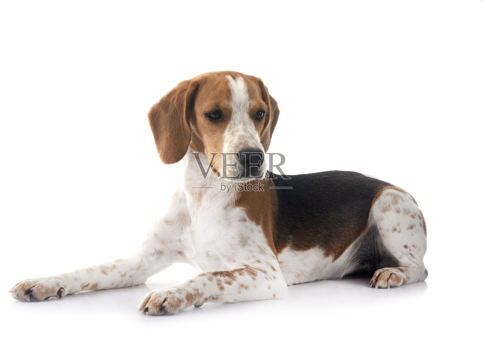 工作室里的年轻比格犬照片摄影图片