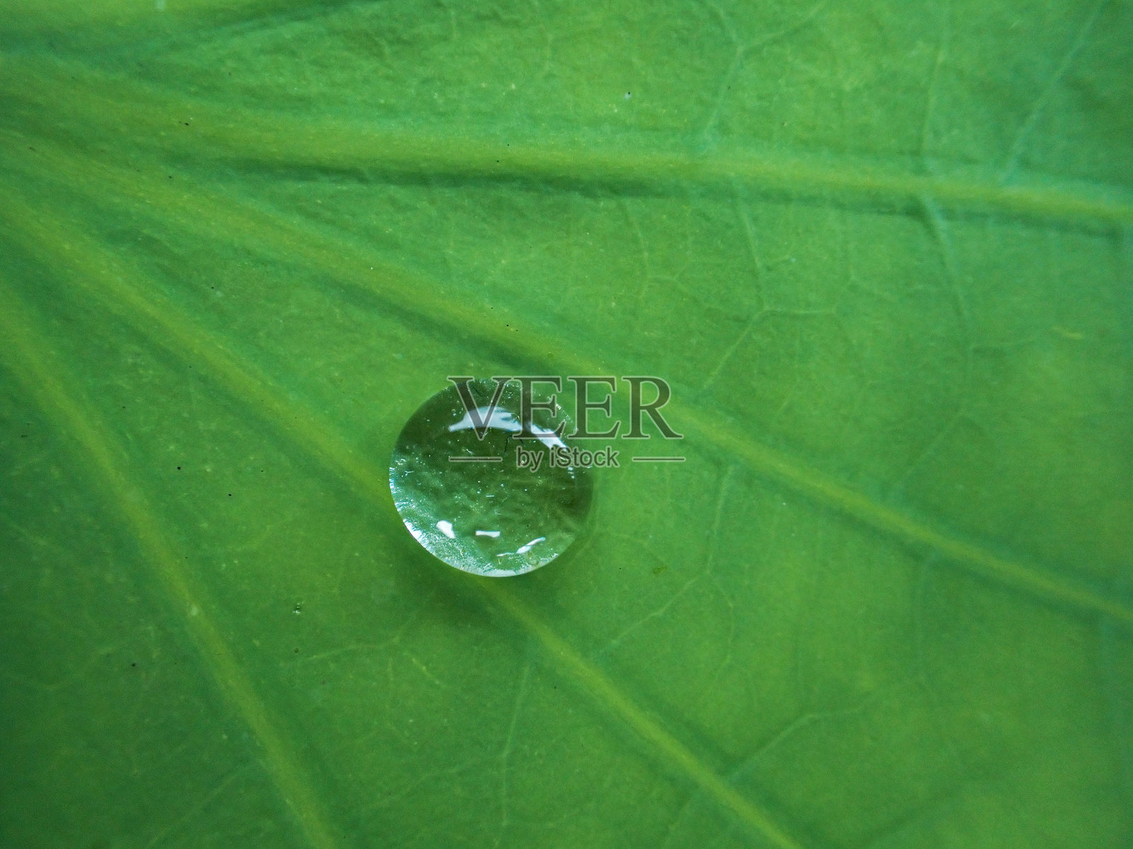 荷叶与水滴的特写，荷叶表面有细微绒毛，因此即使沾水也不会湿。照片摄影图片