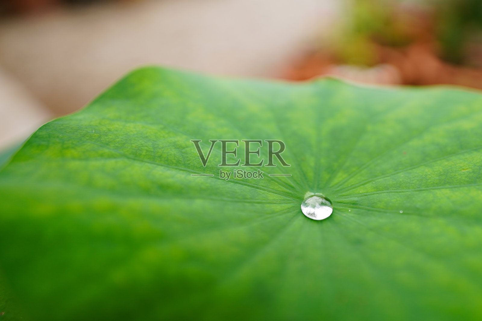 水珠在荷叶和莲花上滚动，荷叶上有非常细小的绒毛，所以即使被淋湿也不会湿。照片摄影图片