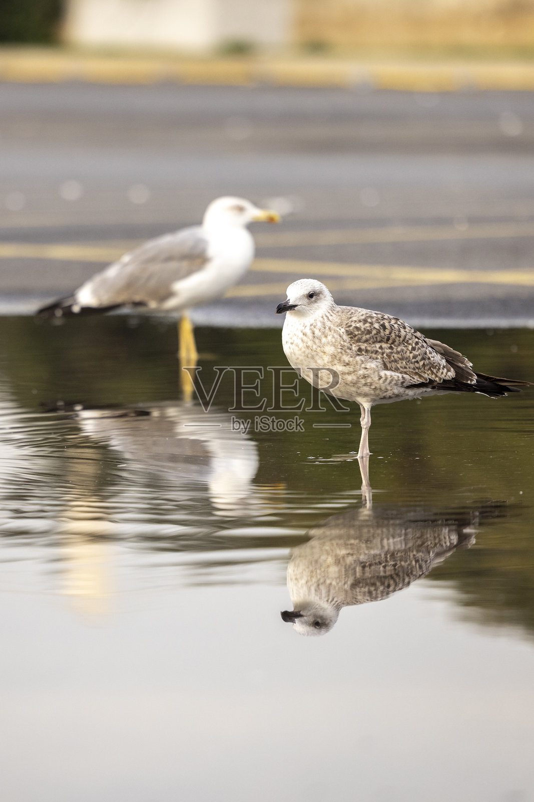 雨后街道水洼中的海鸥倒影照片摄影图片