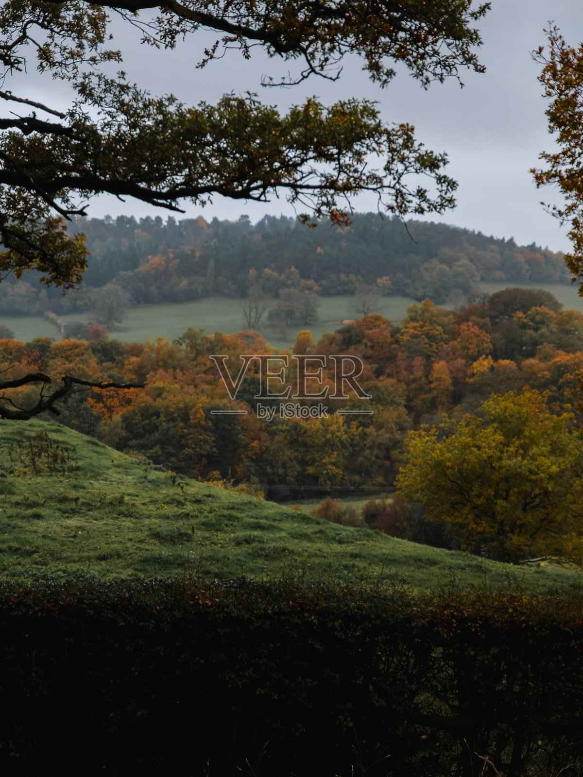 英国斯塔福德郡霍克斯摩尔国家名胜古迹信托基金会秋季森林小径和蜿蜒道路照片摄影图片