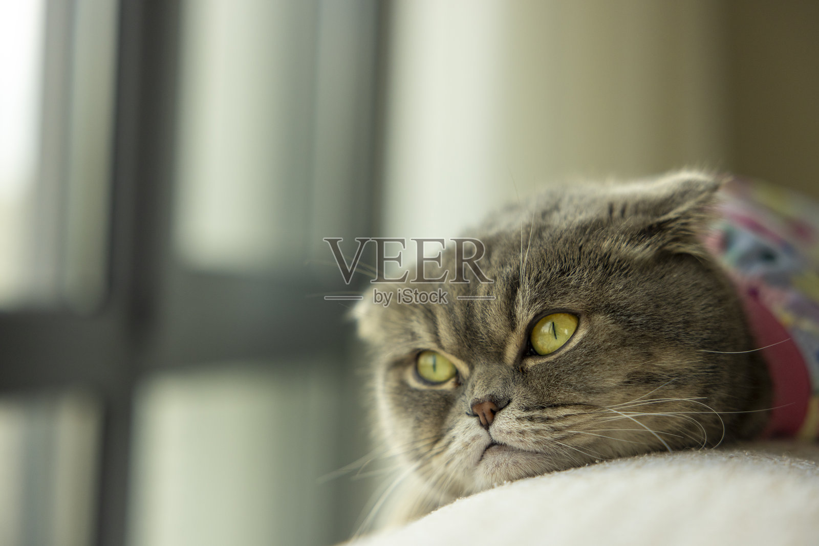 苏格兰折耳猫特写照片摄影图片