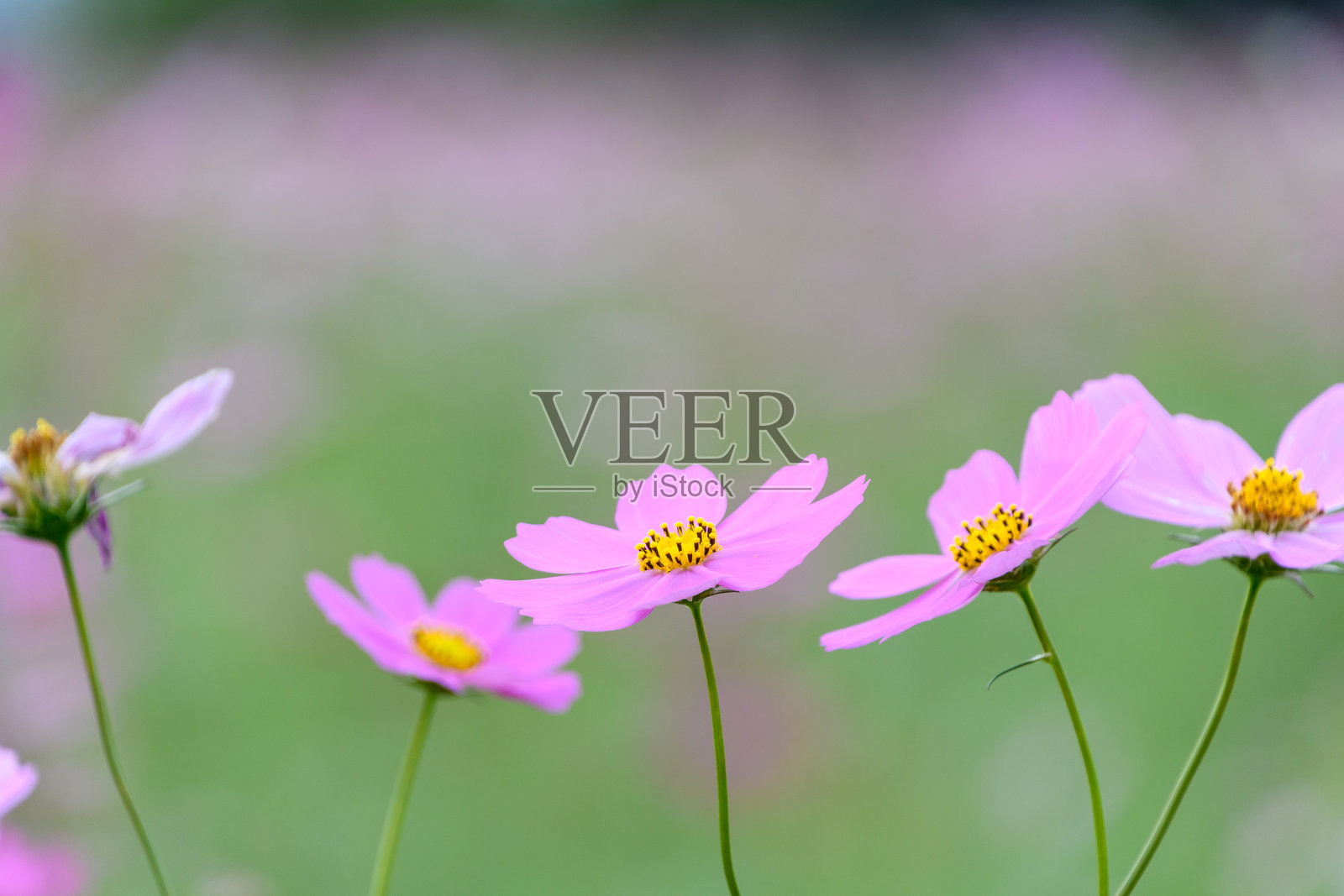 田野里的粉色波斯菊照片摄影图片