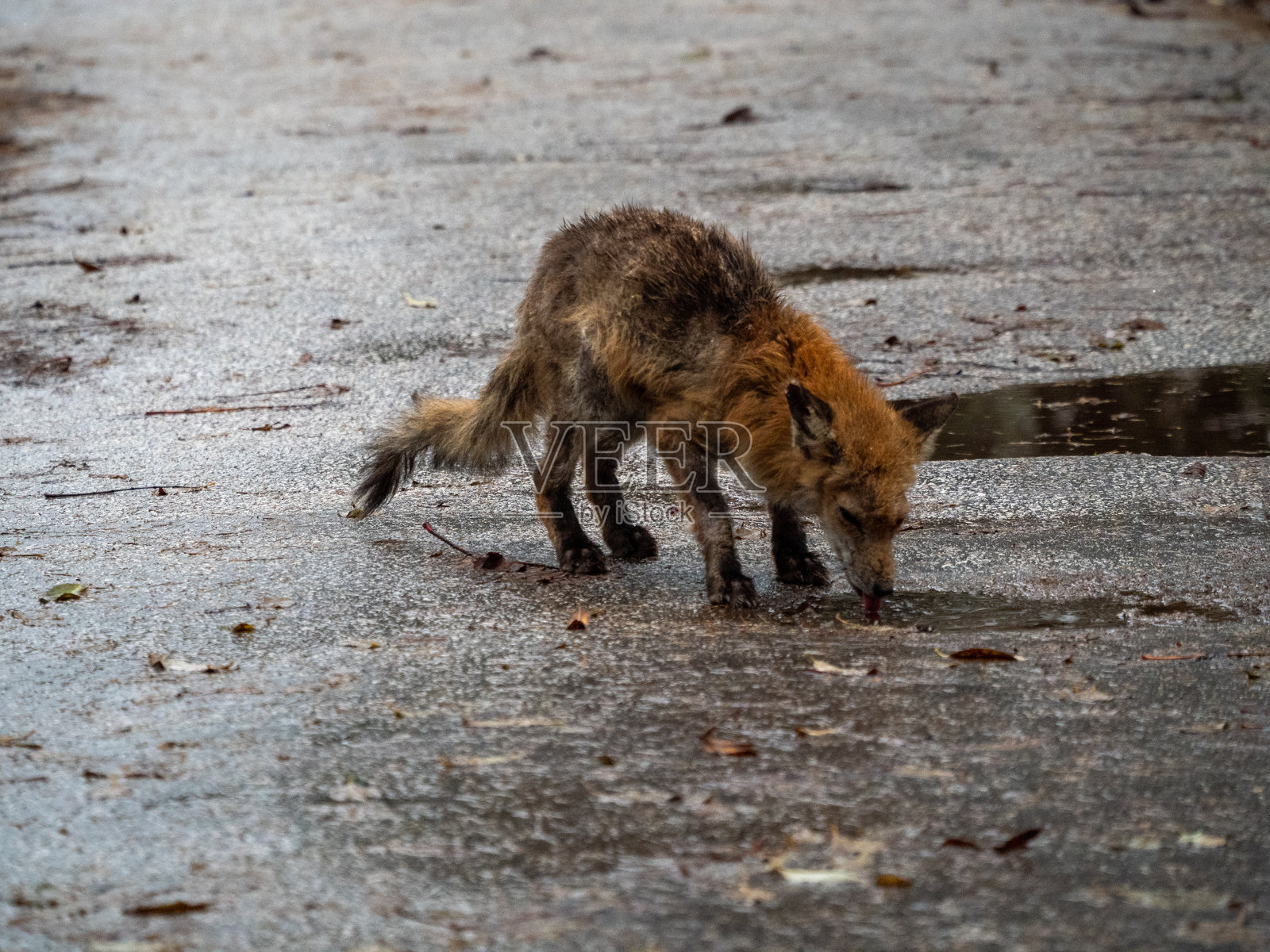 斯洛伐克，高塔特拉山，自然风光，山丘，山脉，秋季，冬季照片摄影图片