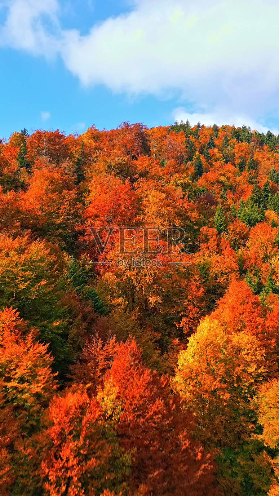 茂密森林中的秋叶，有红色、橙色和黄色的叶子照片摄影图片