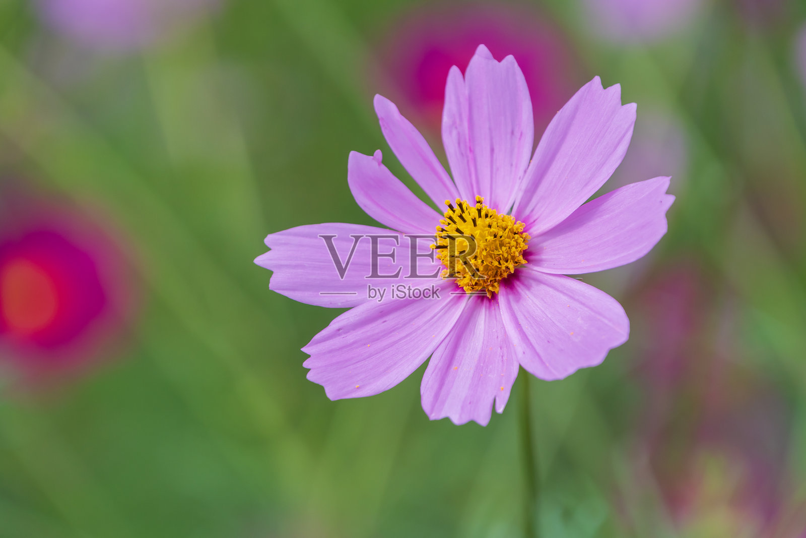 粉色波斯菊特写照片摄影图片