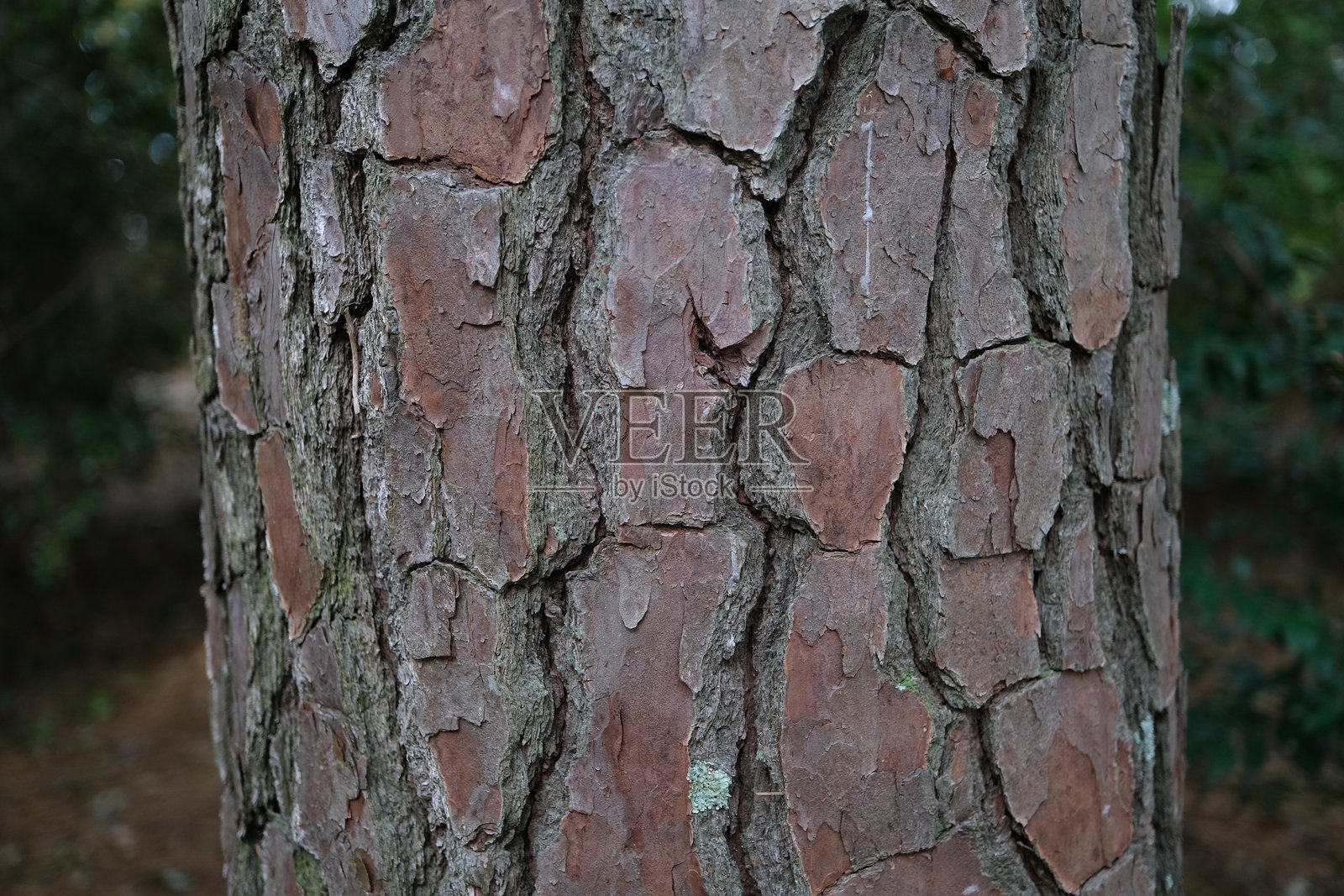树皮照片摄影图片