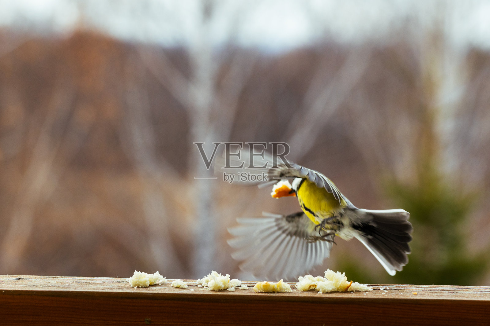 一只色彩鲜明的山雀在木质表面上觅食碎屑，背景是柔和模糊的自然景致，突出了它的进食习性照片摄影图片
