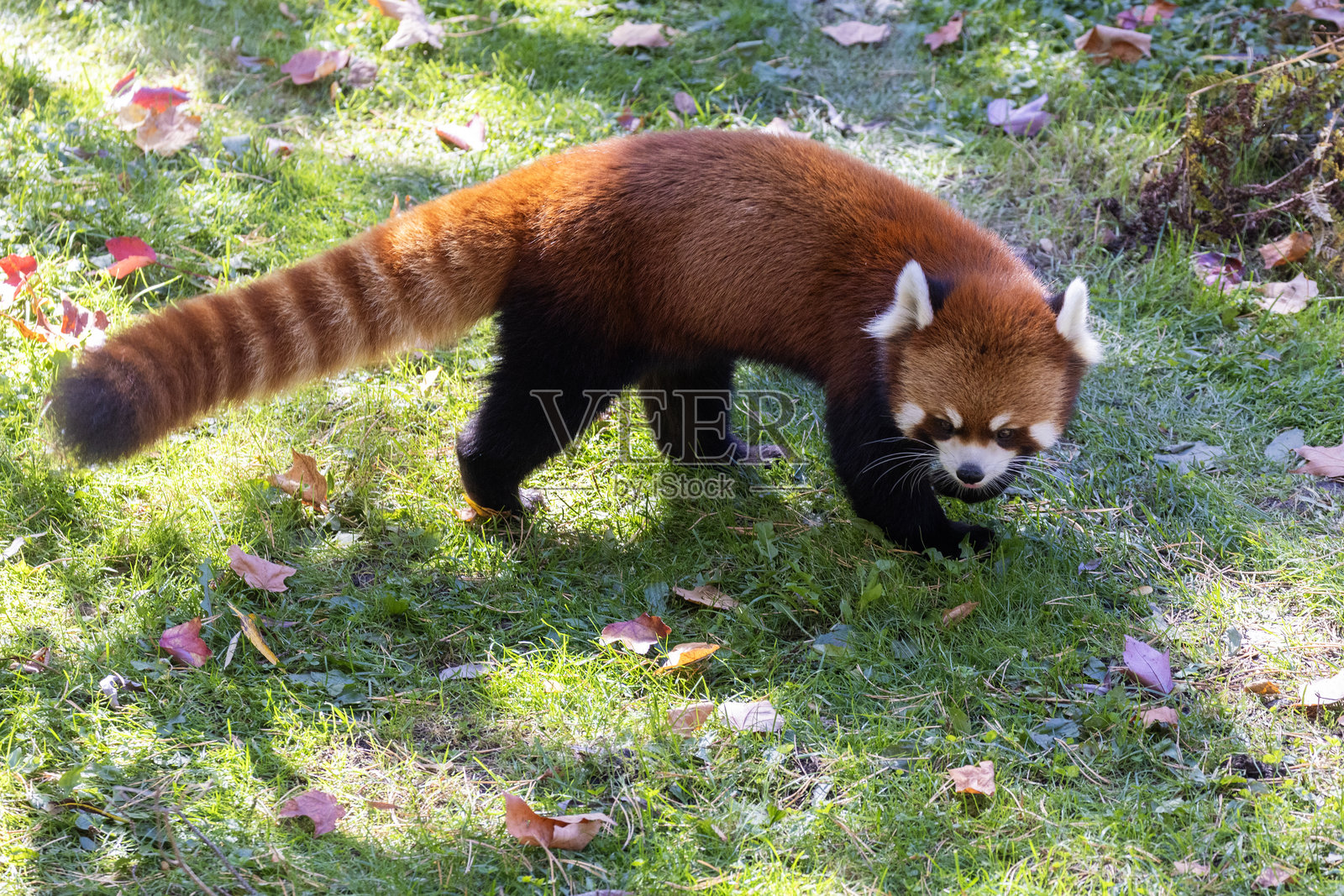 红熊猫 (Ailurus fulgens)照片摄影图片