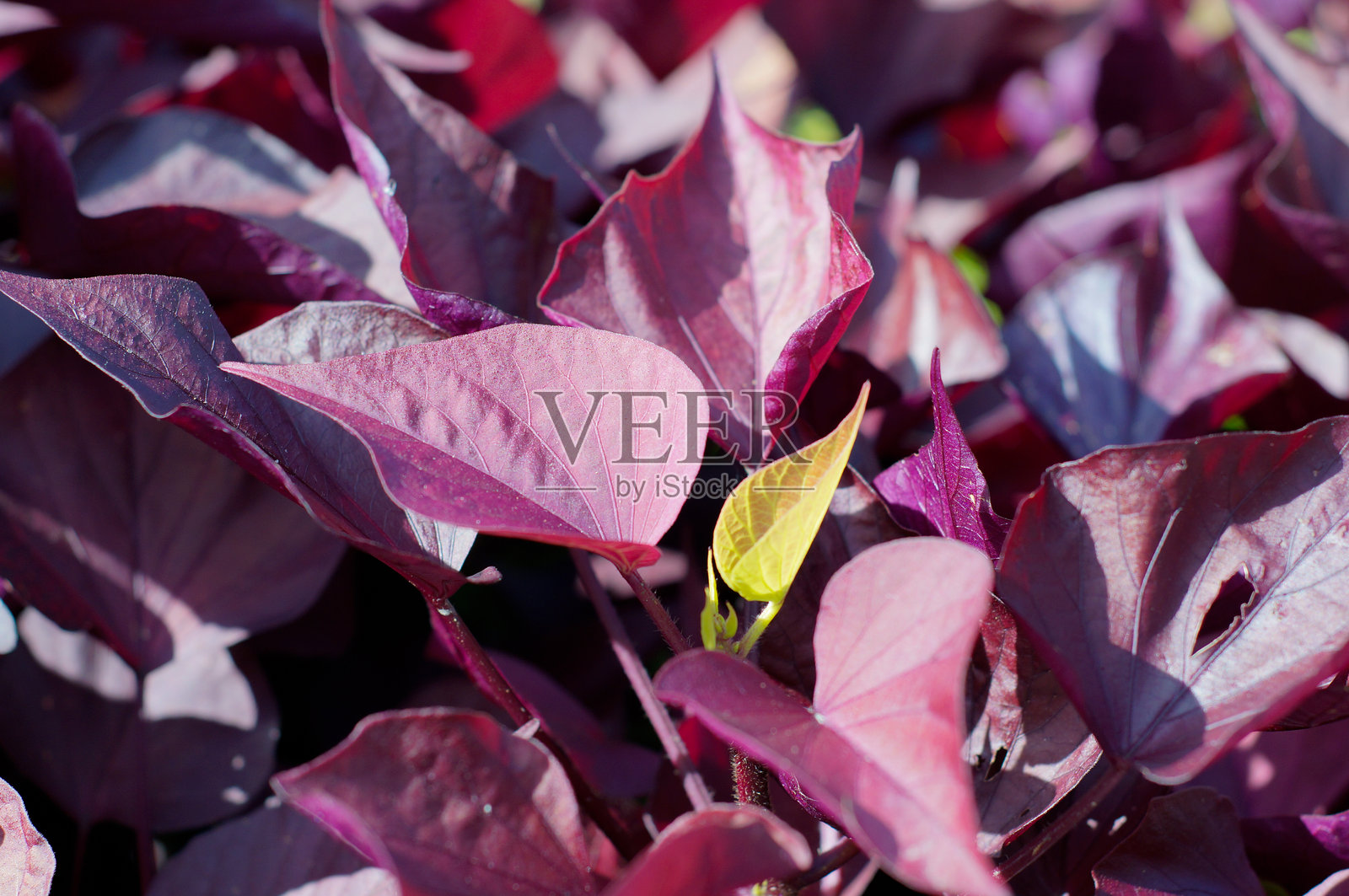 甜美观赏性红薯藤，带有紫色、勃艮第酒红色、桃花心木色，以及单片绿色的嫩叶照片摄影图片