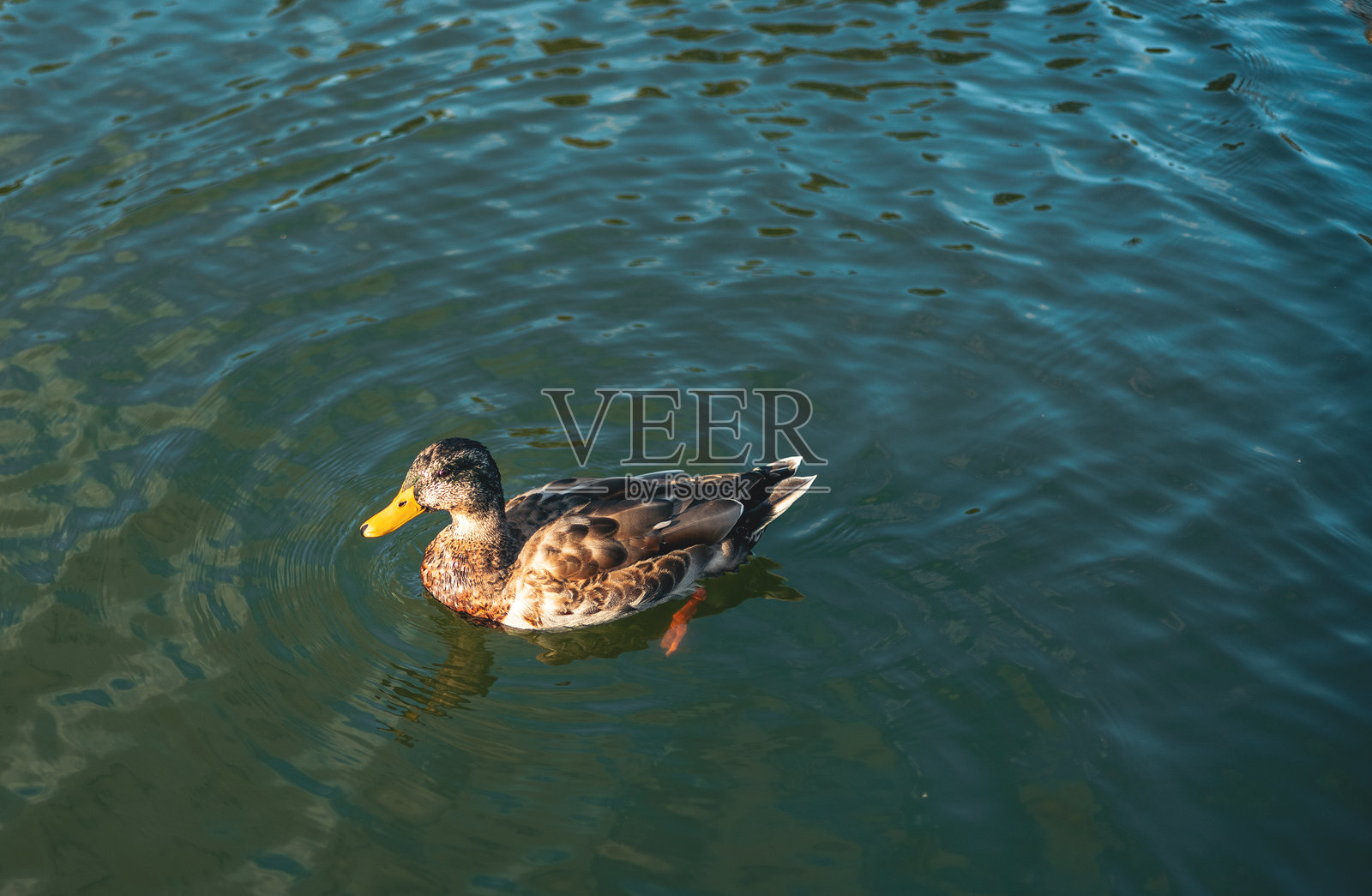 一只美丽的鸭子正在湖中游泳照片摄影图片