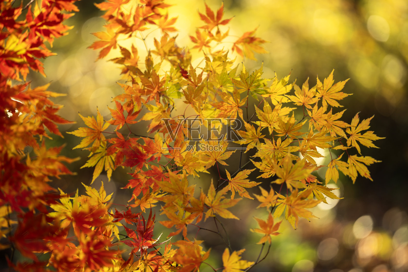 公园里的树叶。枫树的秋叶。阳光下的秋叶。秋天的背景。秋天的树叶。美丽的秋叶。红枫树枝在模糊的背景前。照片摄影图片