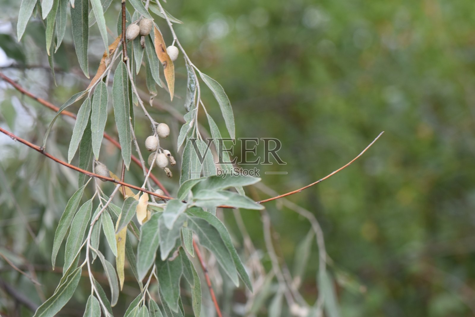 枝头挂满成熟橄榄的油橄榄树特写照片摄影图片
